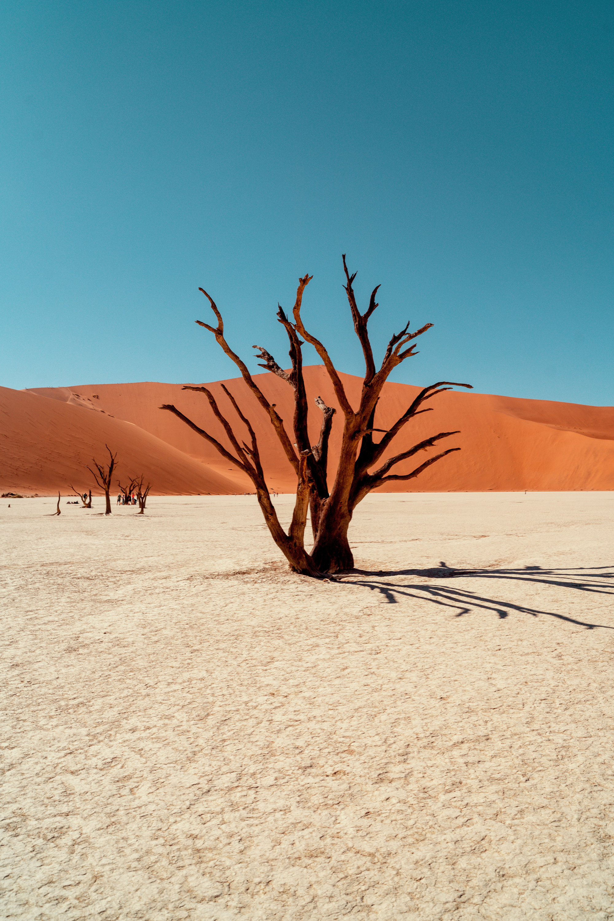 Южная Африка. Фотограф в Хабаровске. Фотография за 24 часа