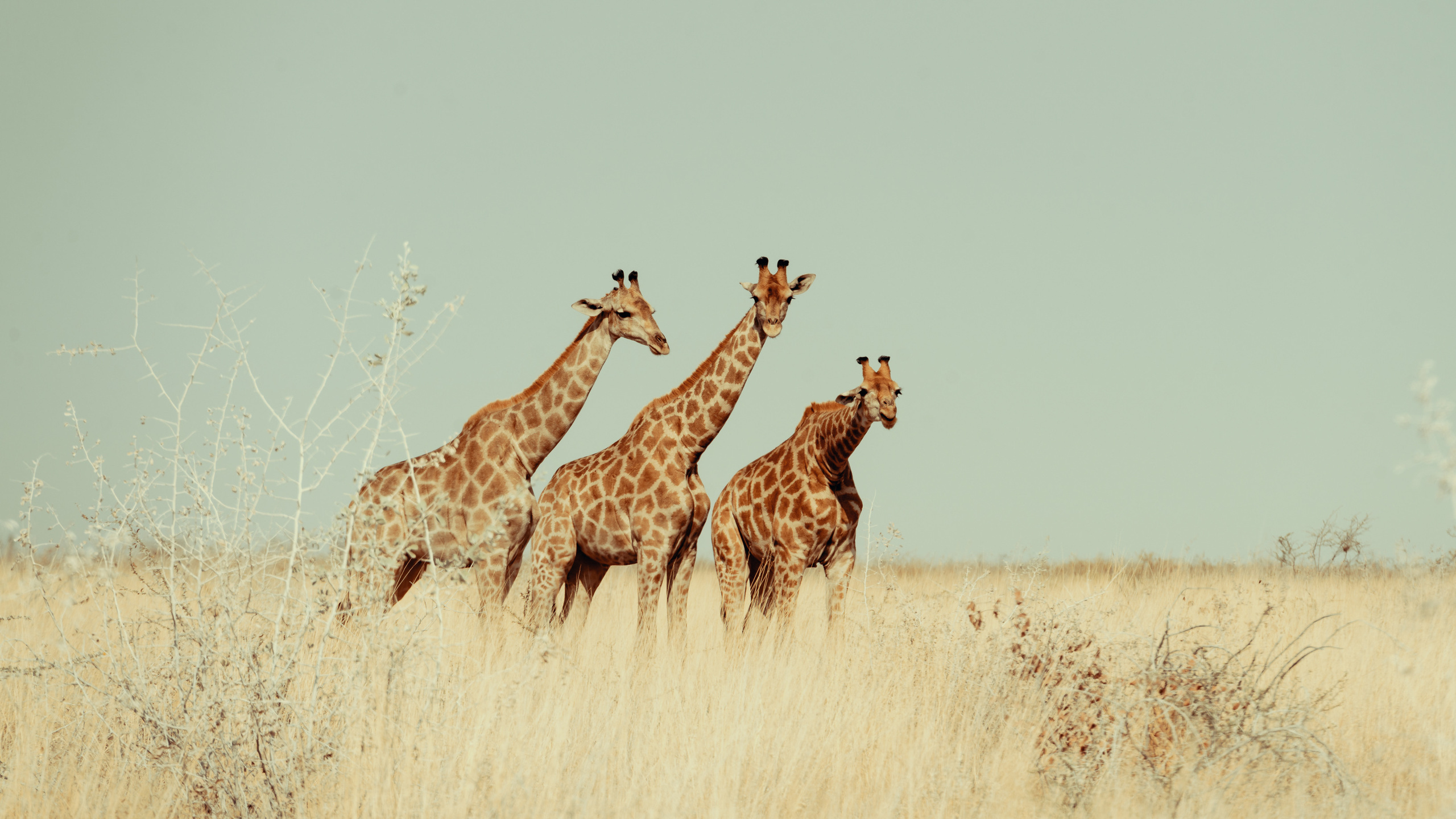 Южная Африка. Фотограф в Хабаровске. Фотография за 24 часа