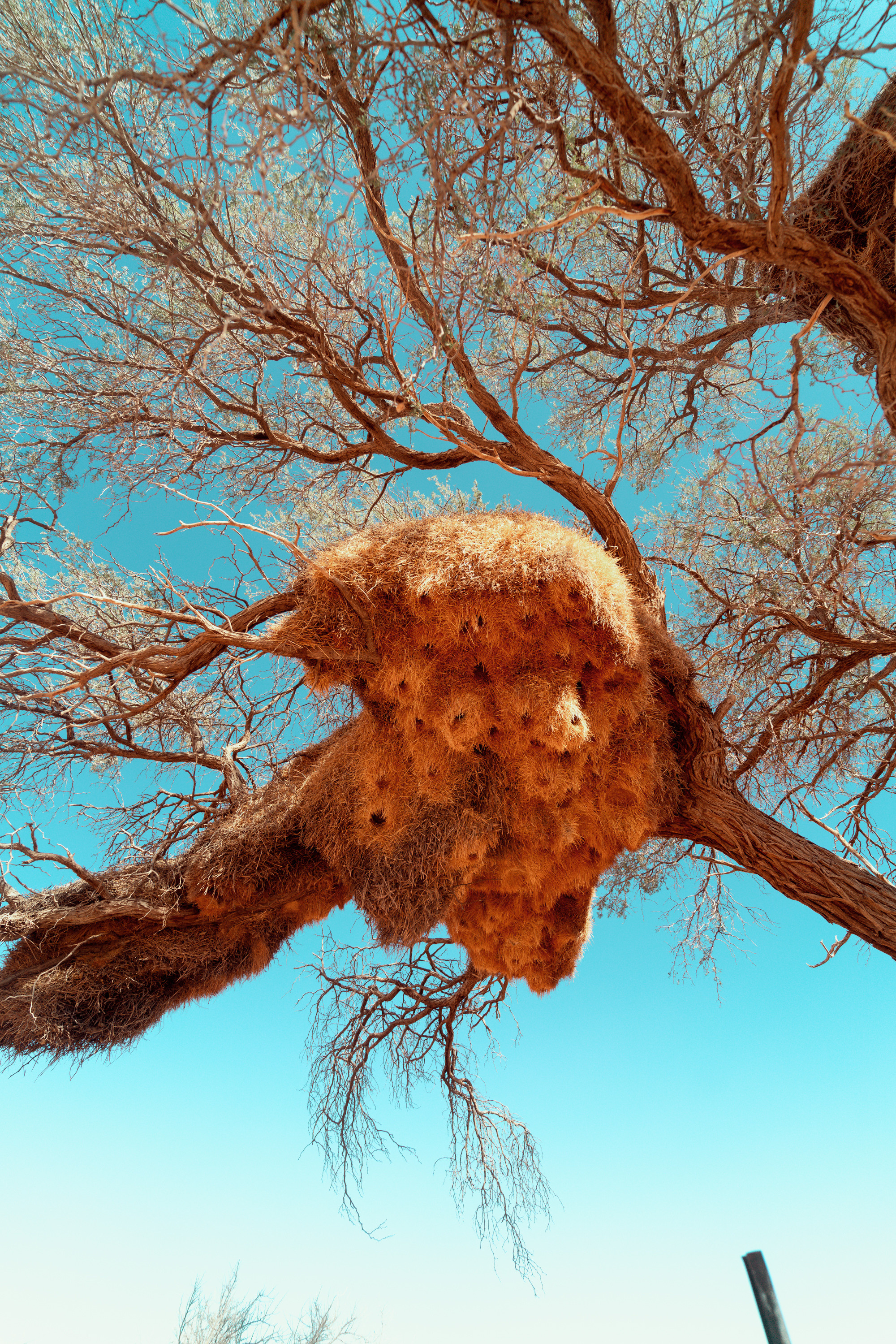 Южная Африка. Фотограф в Хабаровске. Фотография за 24 часа