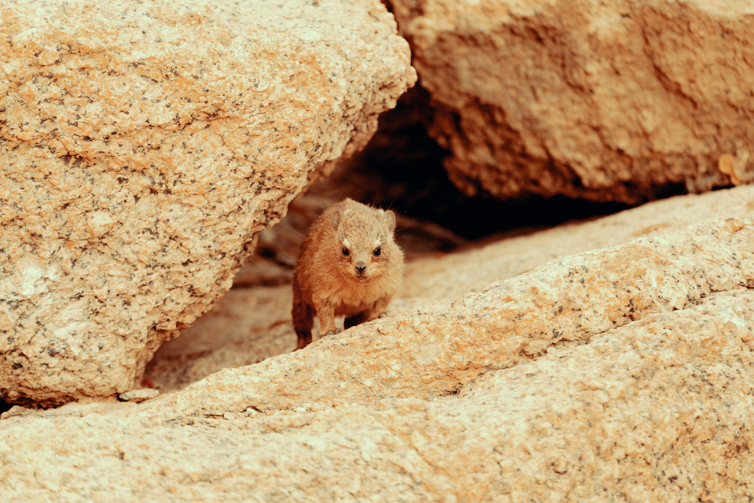 Южная Африка. Фотограф в Хабаровске. Фотография за 24 часа