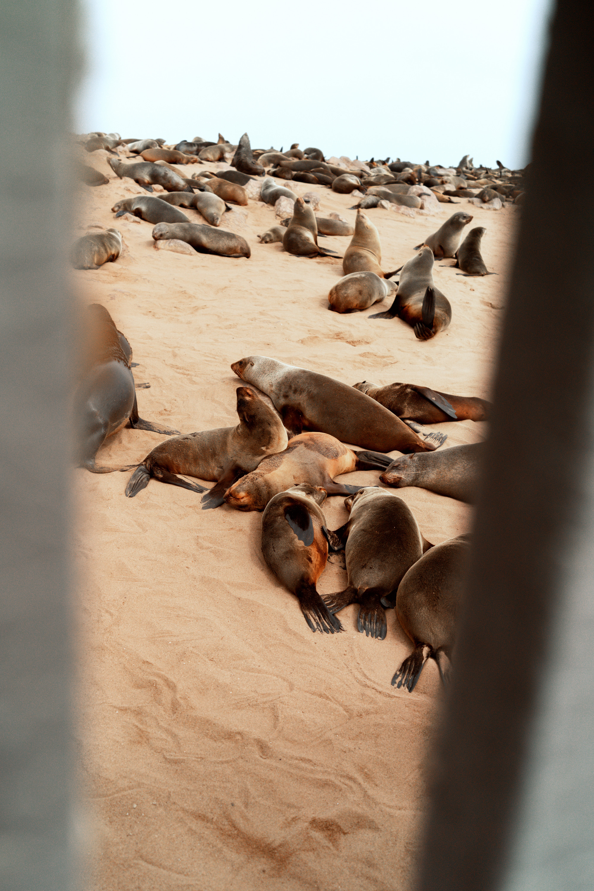 Южная Африка. Фотограф в Хабаровске. Фотография за 24 часа