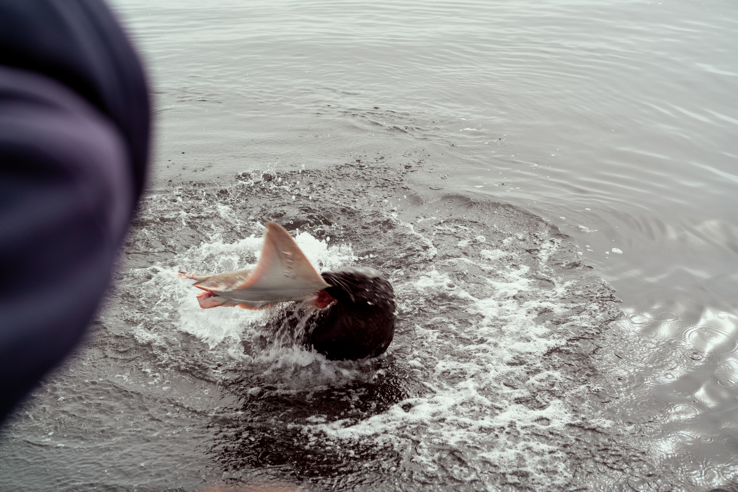 Южная Африка. Фотограф в Хабаровске. Фотография за 24 часа