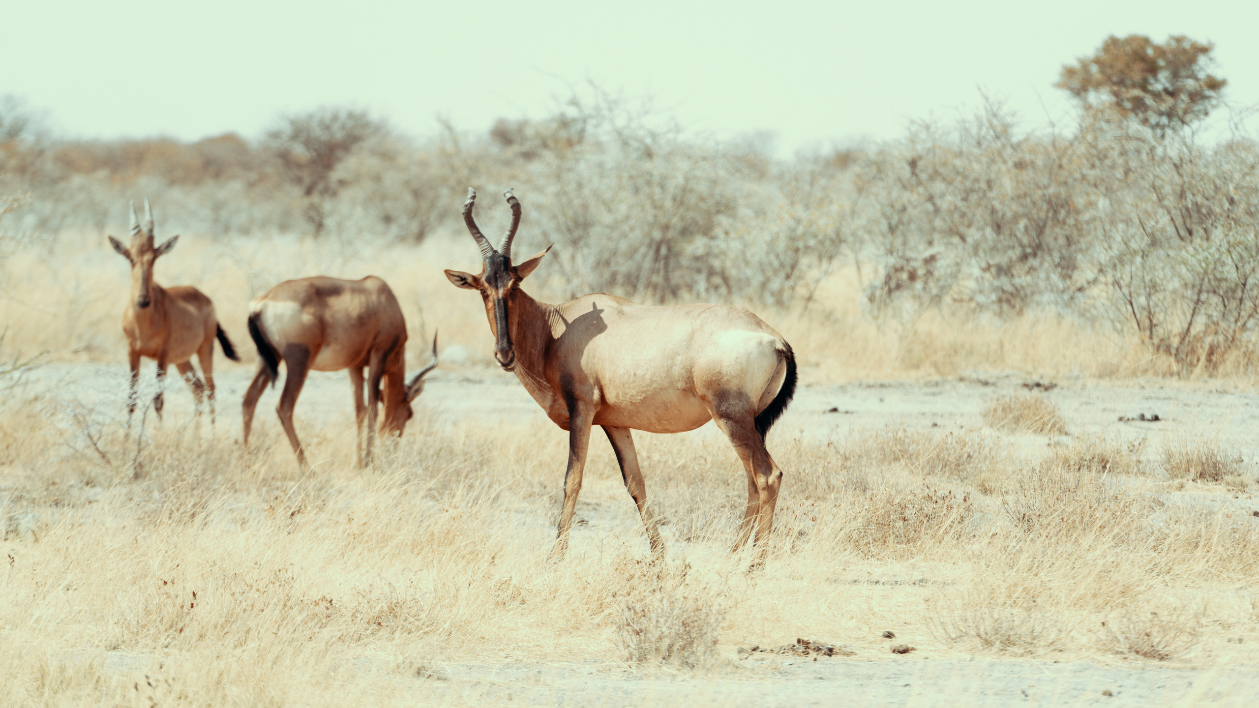 Южная Африка. Фотограф в Хабаровске. Фотография за 24 часа