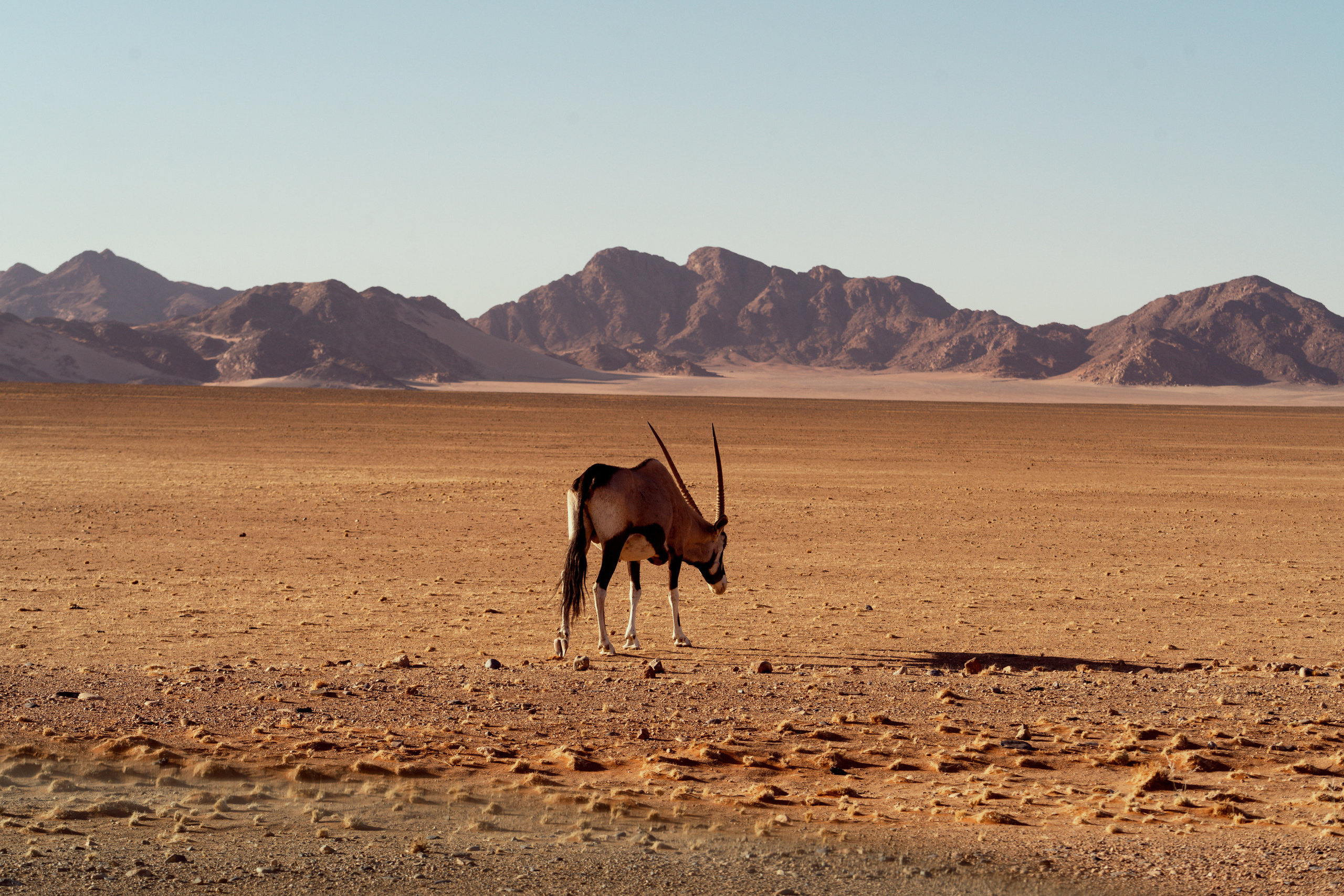 Южная Африка. Фотограф в Хабаровске. Фотография за 24 часа