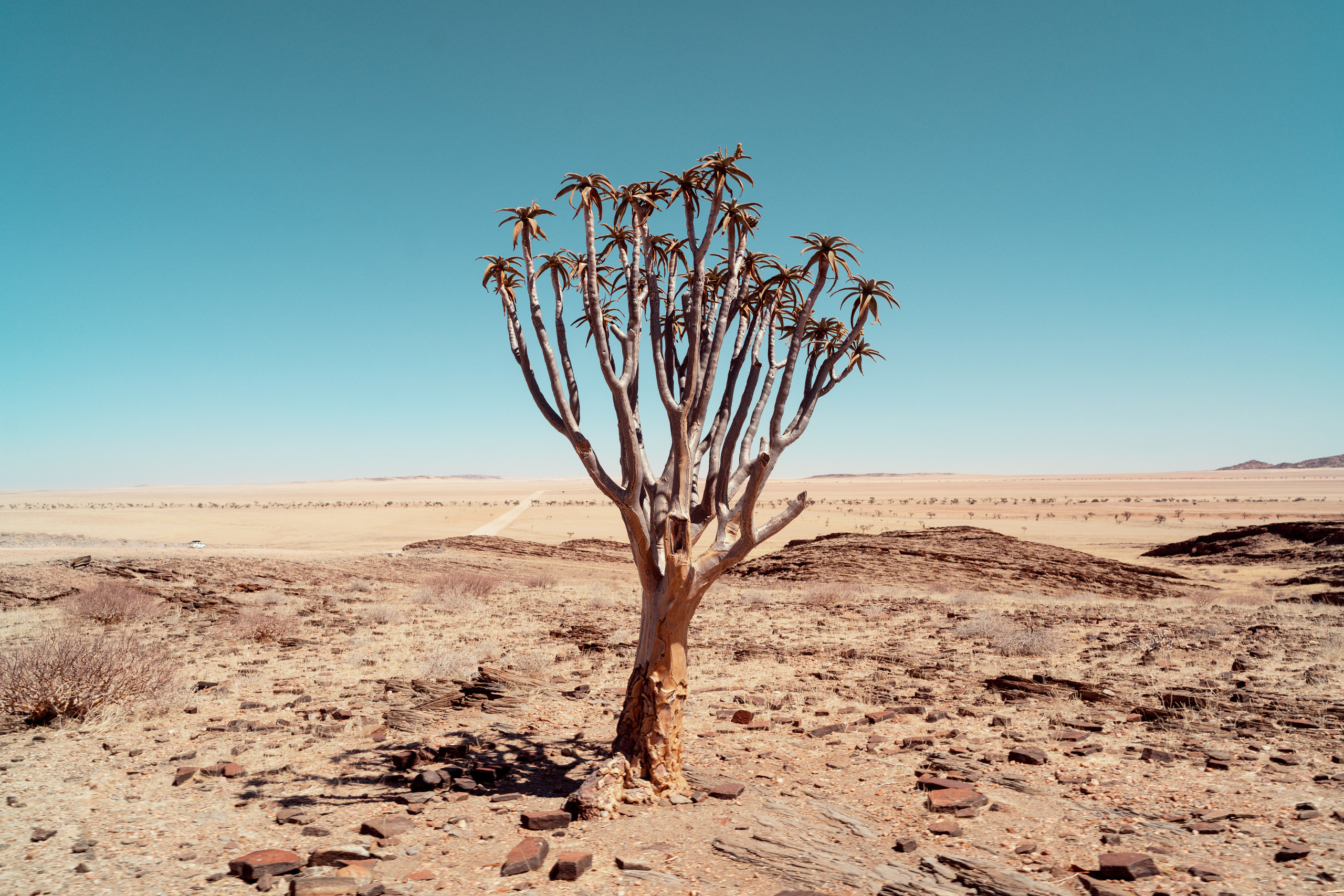 Южная Африка. Фотограф в Хабаровске. Фотография за 24 часа