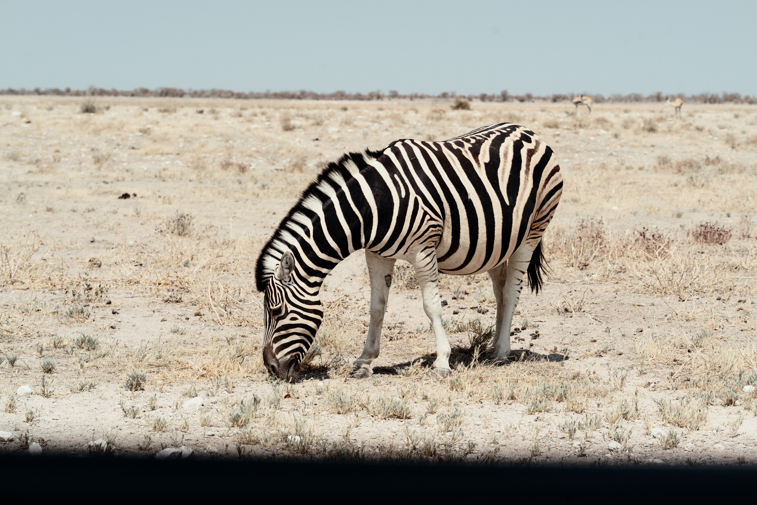 Южная Африка. Фотограф в Хабаровске. Фотография за 24 часа