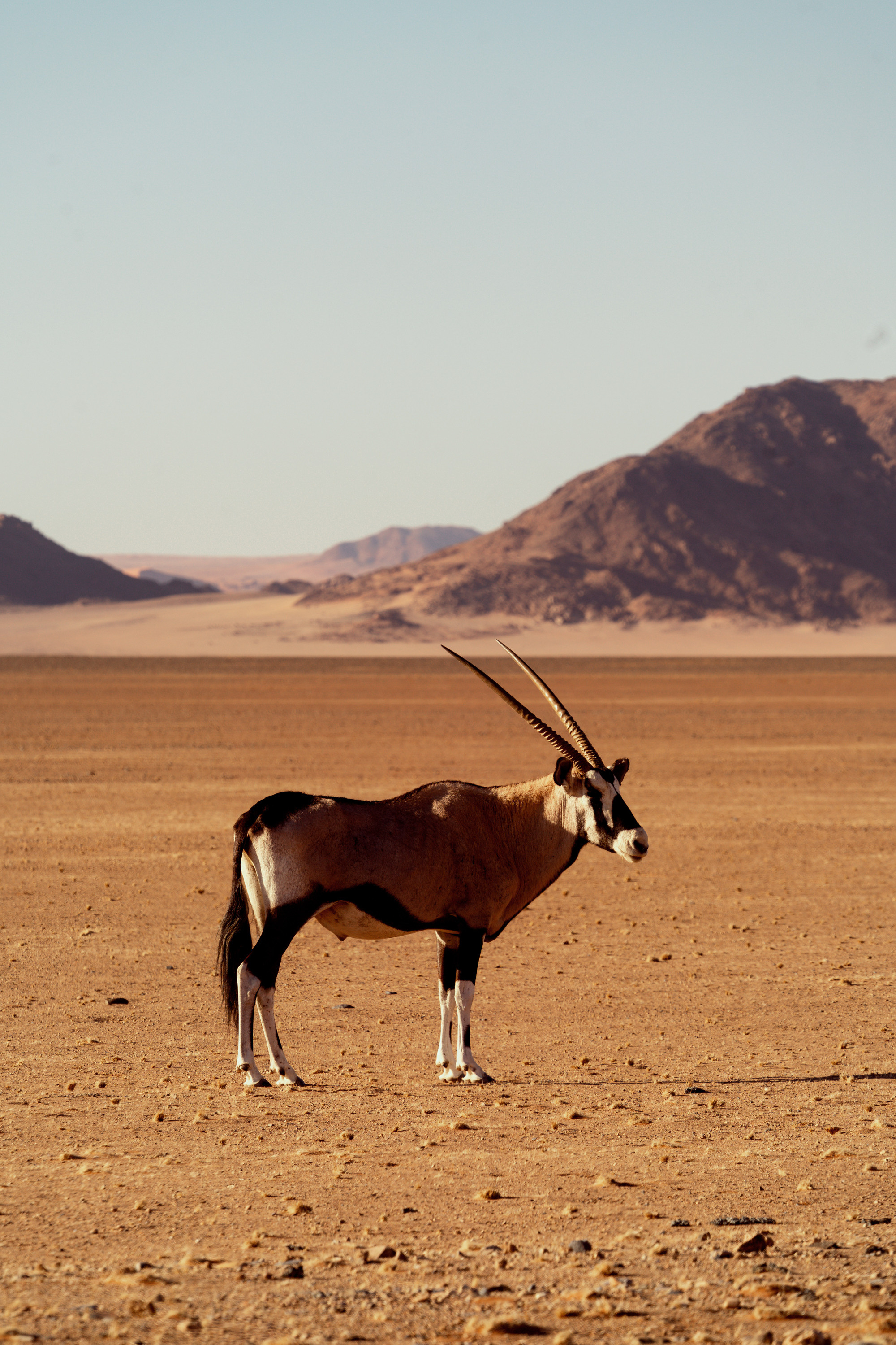 Южная Африка. Фотограф в Хабаровске. Фотография за 24 часа