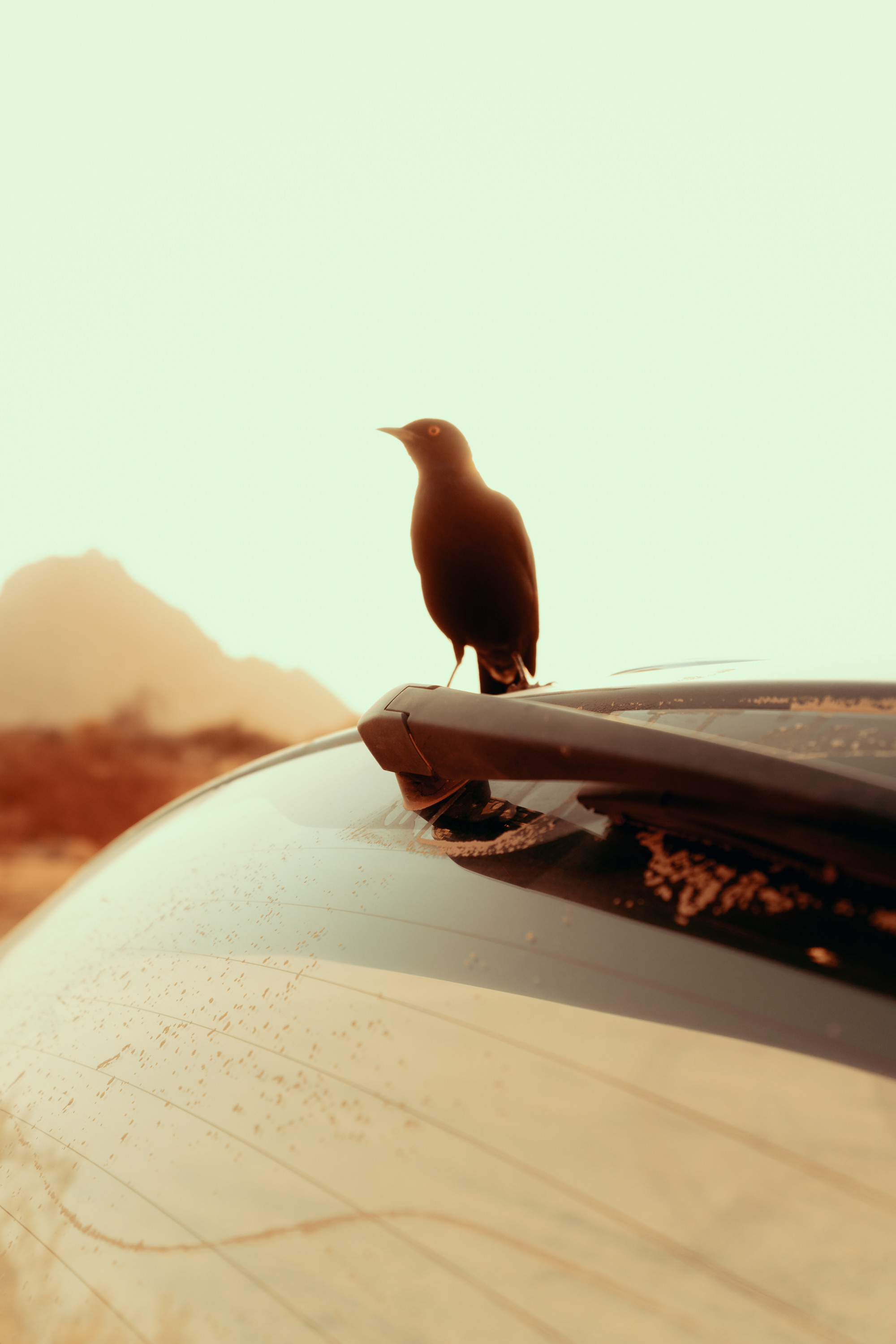 Южная Африка. Фотограф в Хабаровске. Фотография за 24 часа