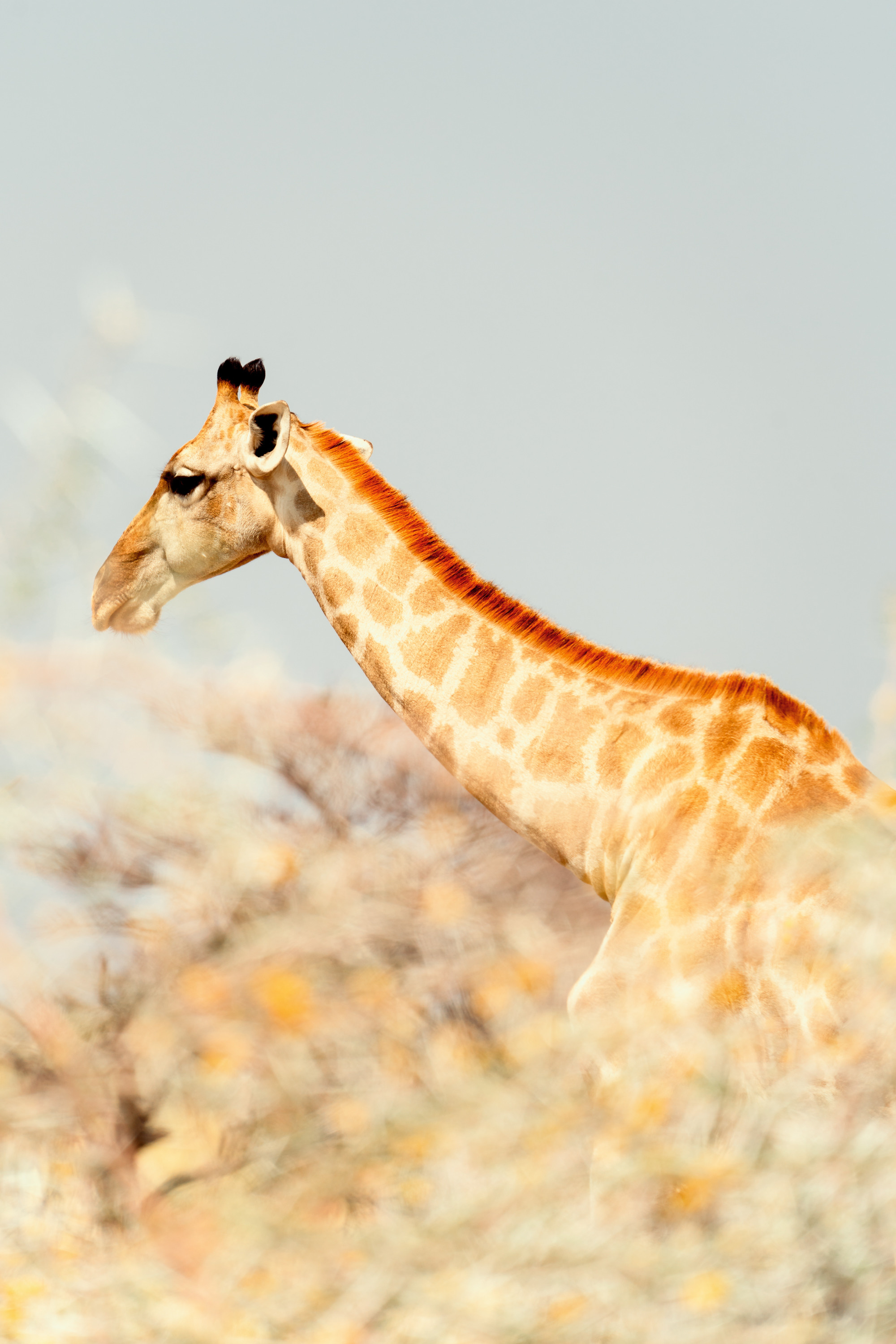 Южная Африка. Фотограф в Хабаровске. Фотография за 24 часа