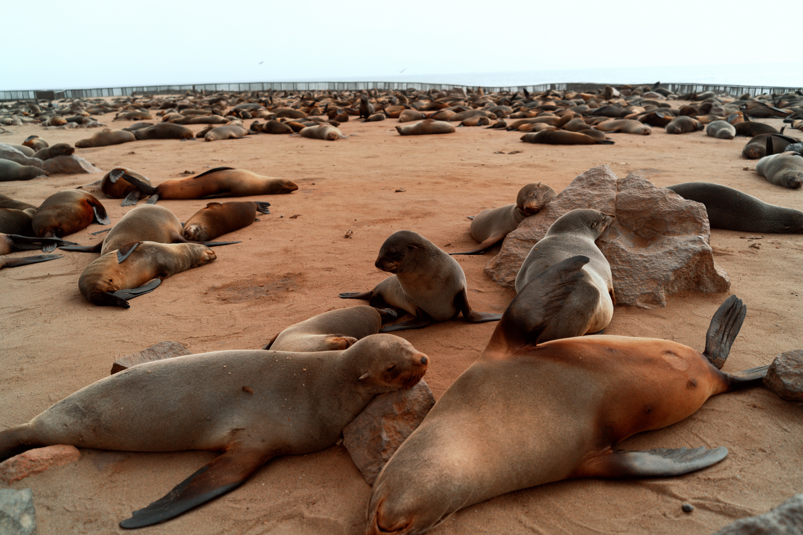 Южная Африка. Фотограф в Хабаровске. Фотография за 24 часа