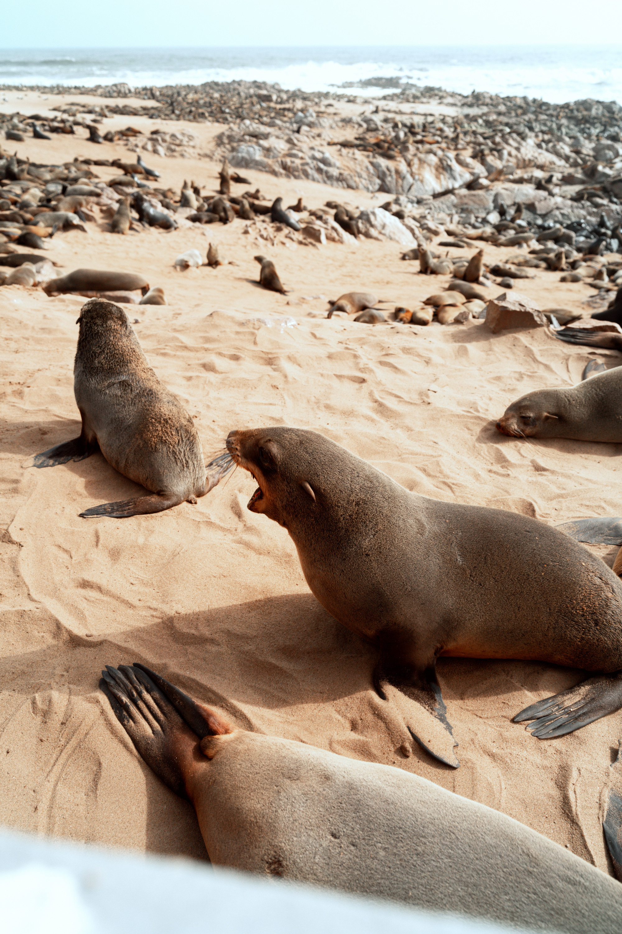 Южная Африка. Фотограф в Хабаровске. Фотография за 24 часа
