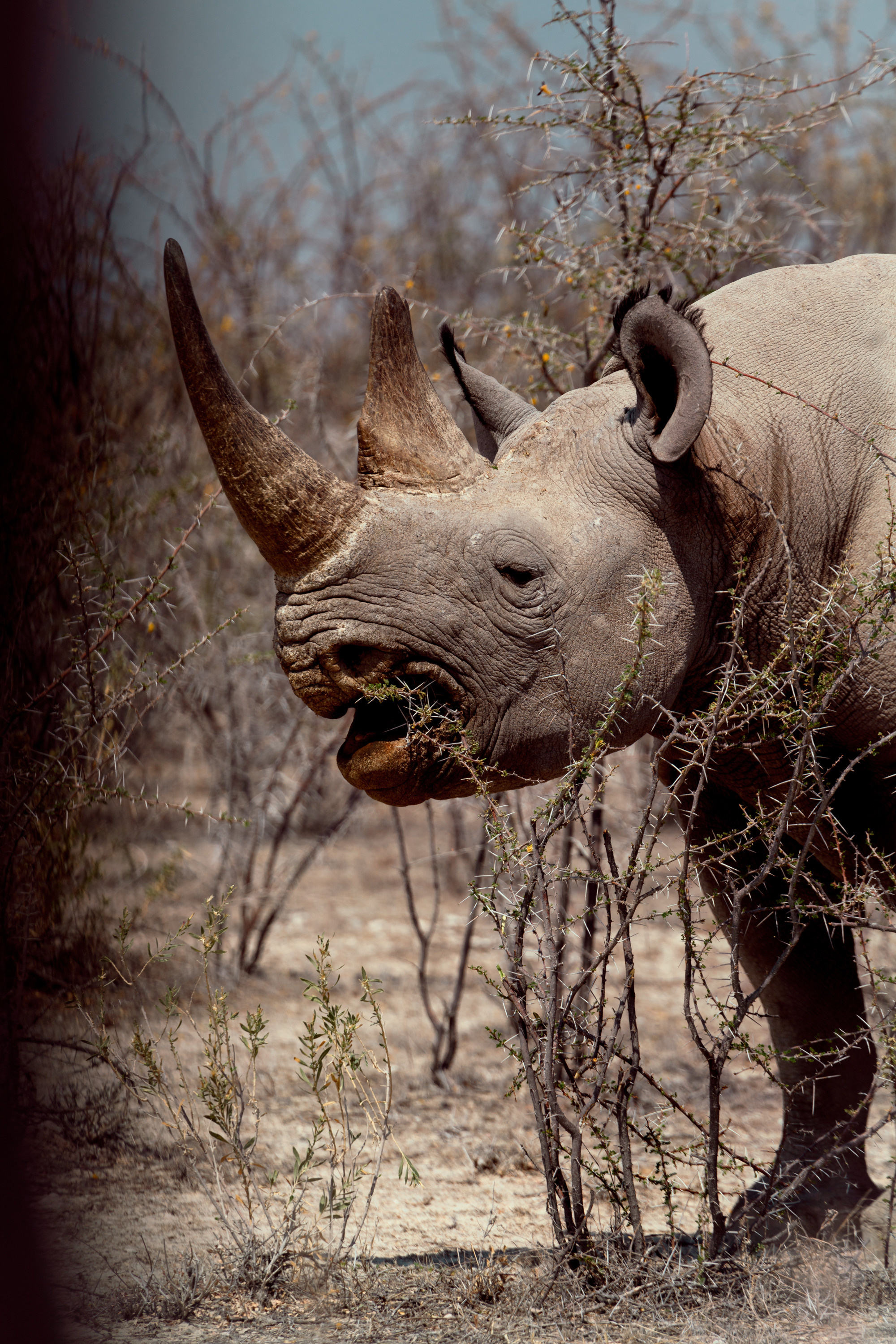 Южная Африка. Фотограф в Хабаровске. Фотография за 24 часа