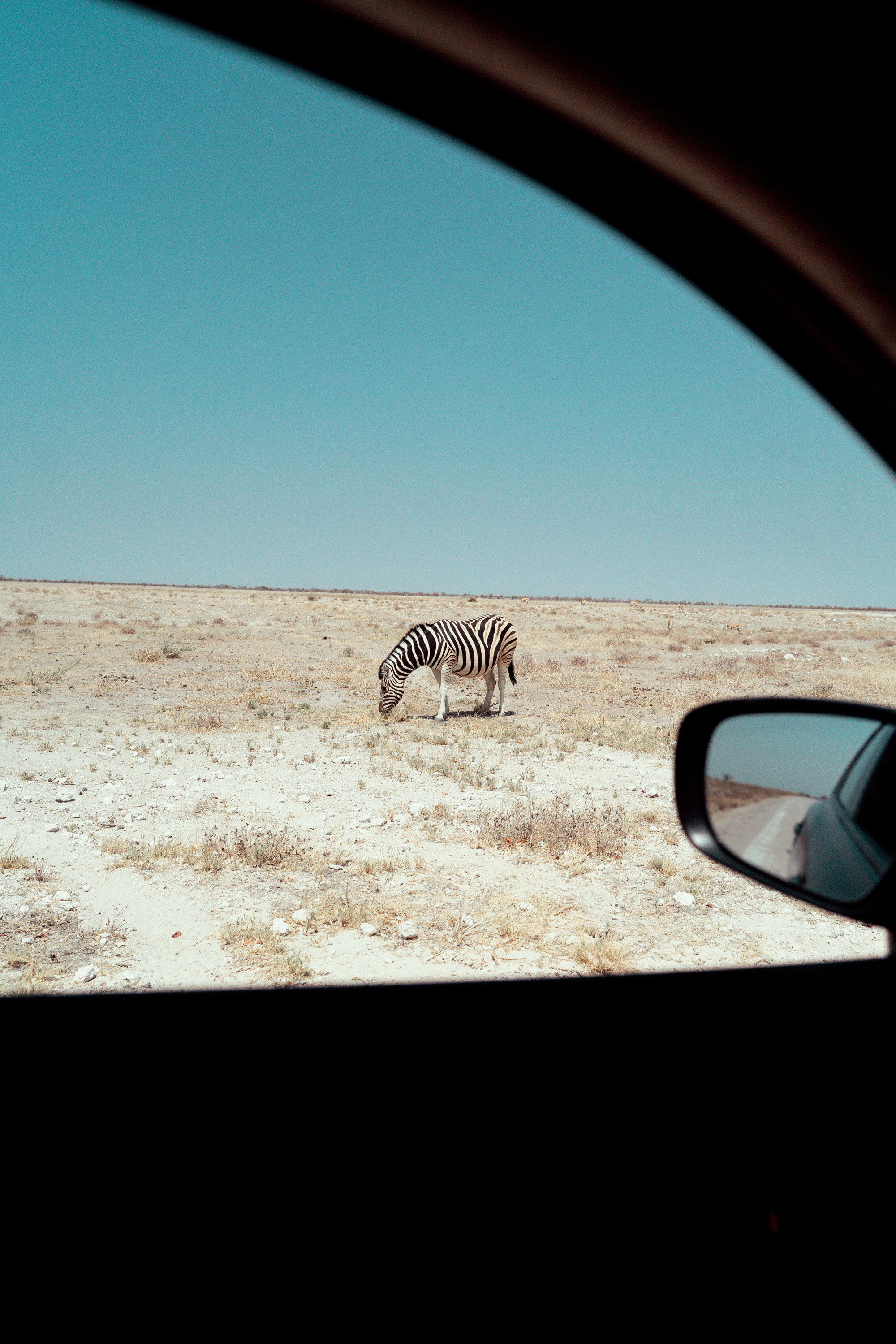 Южная Африка. Фотограф в Хабаровске. Фотография за 24 часа