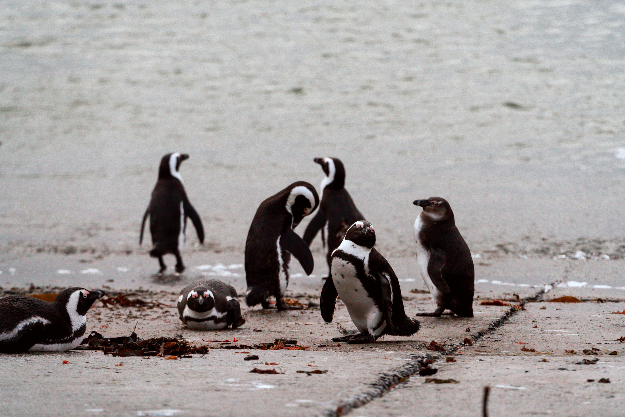 Южная Африка. Фотограф в Хабаровске. Фотография за 24 часа
