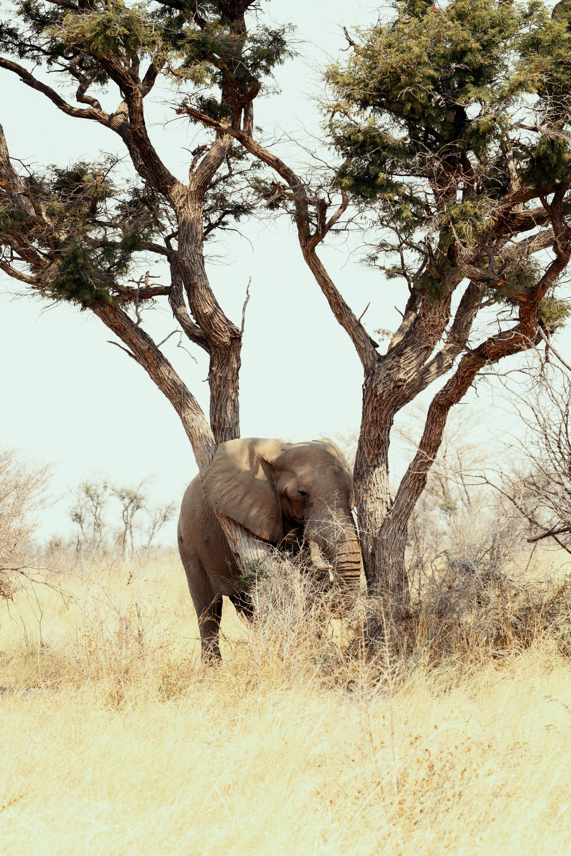 Южная Африка. Фотограф в Хабаровске. Фотография за 24 часа