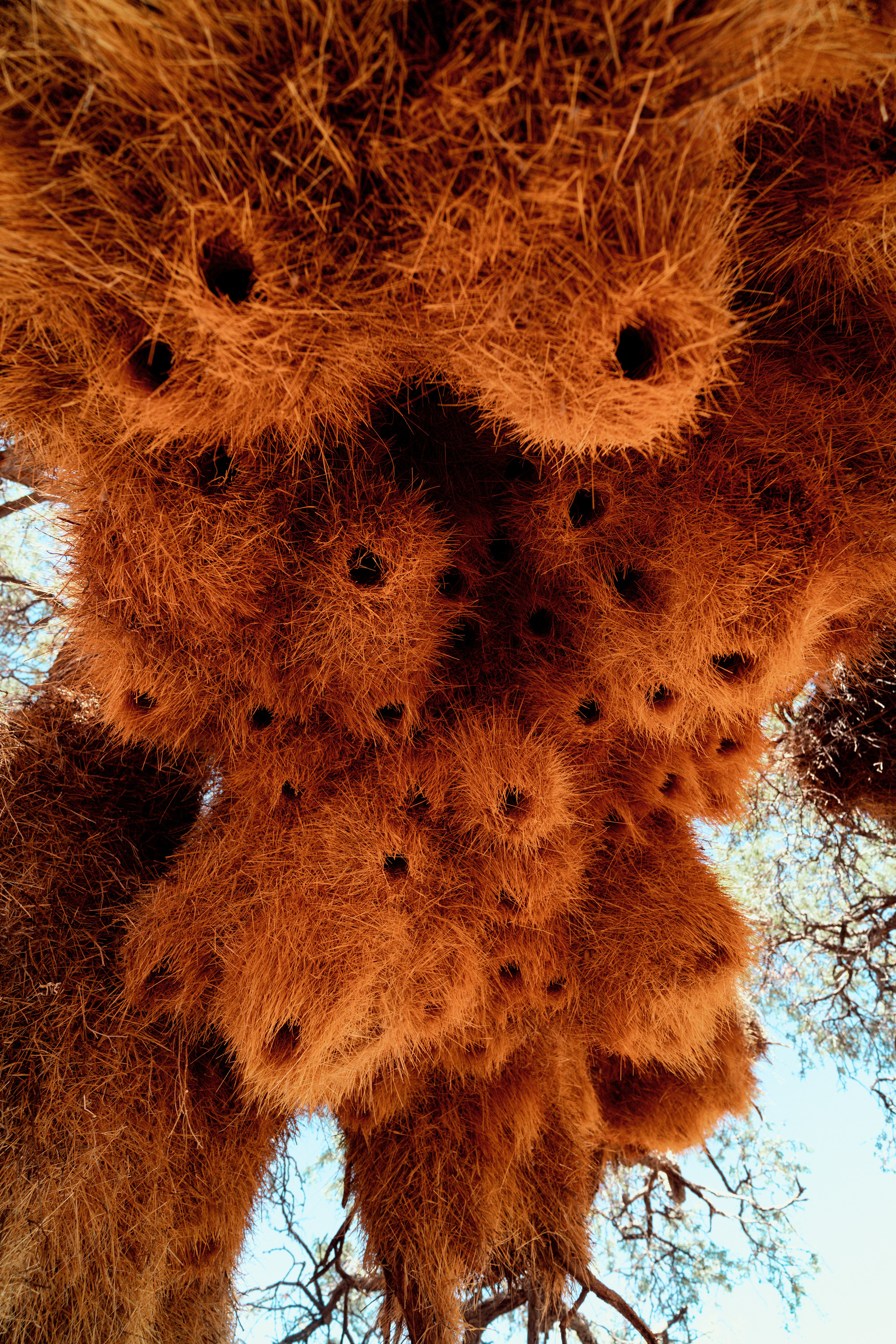 Южная Африка. Фотограф в Хабаровске. Фотография за 24 часа