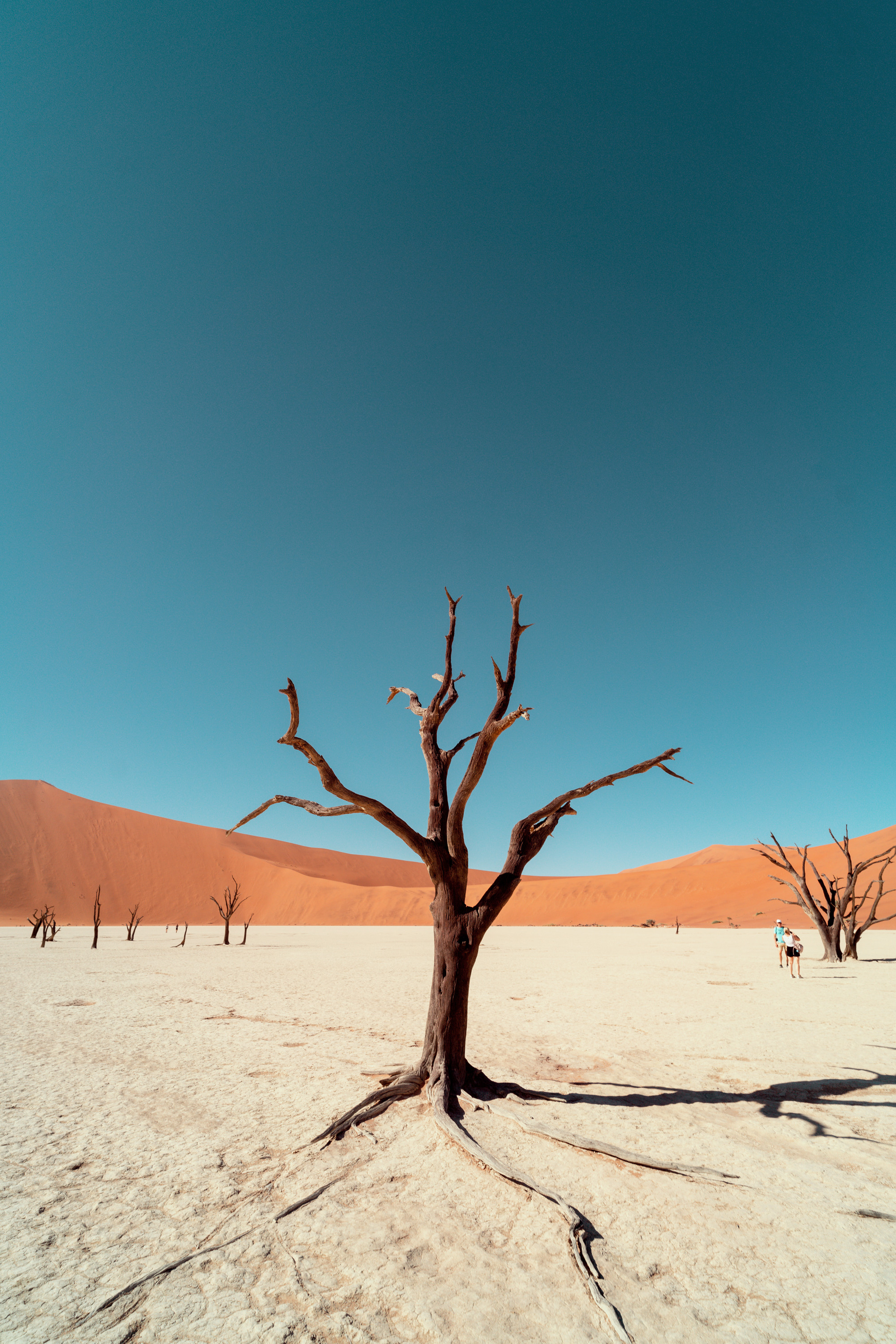 Южная Африка. Фотограф в Хабаровске. Фотография за 24 часа