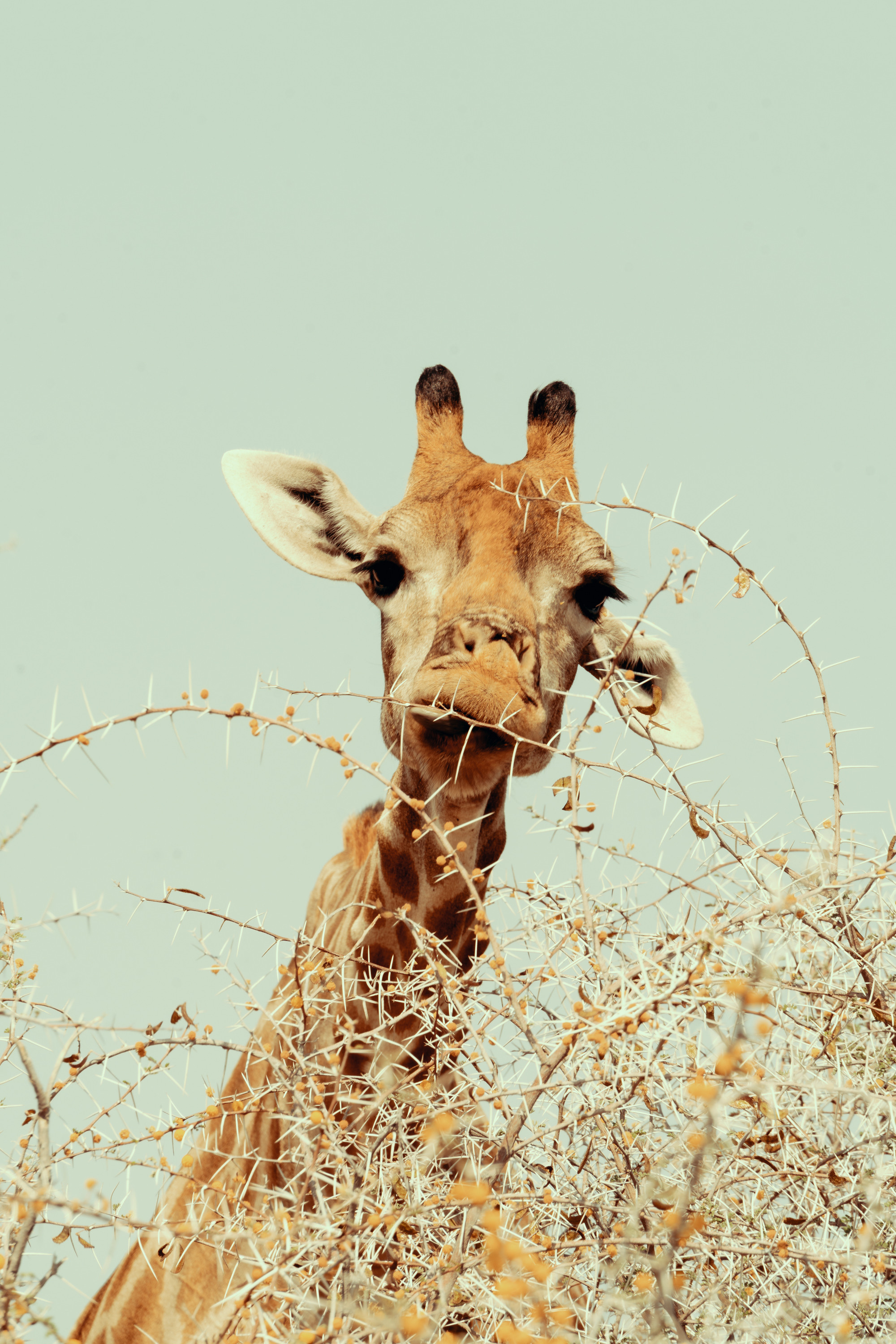 Южная Африка. Фотограф в Хабаровске. Фотография за 24 часа