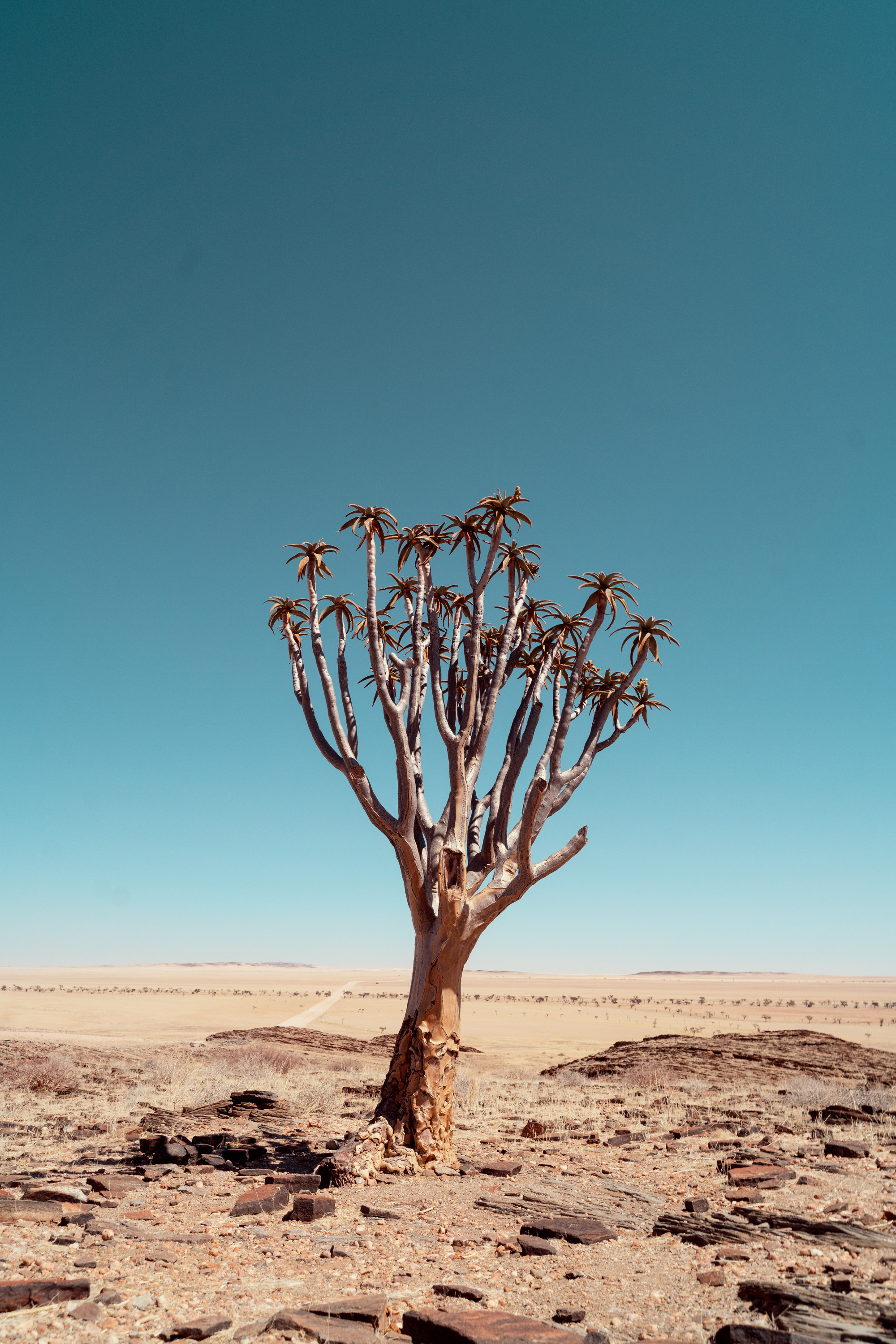Южная Африка. Фотограф в Хабаровске. Фотография за 24 часа
