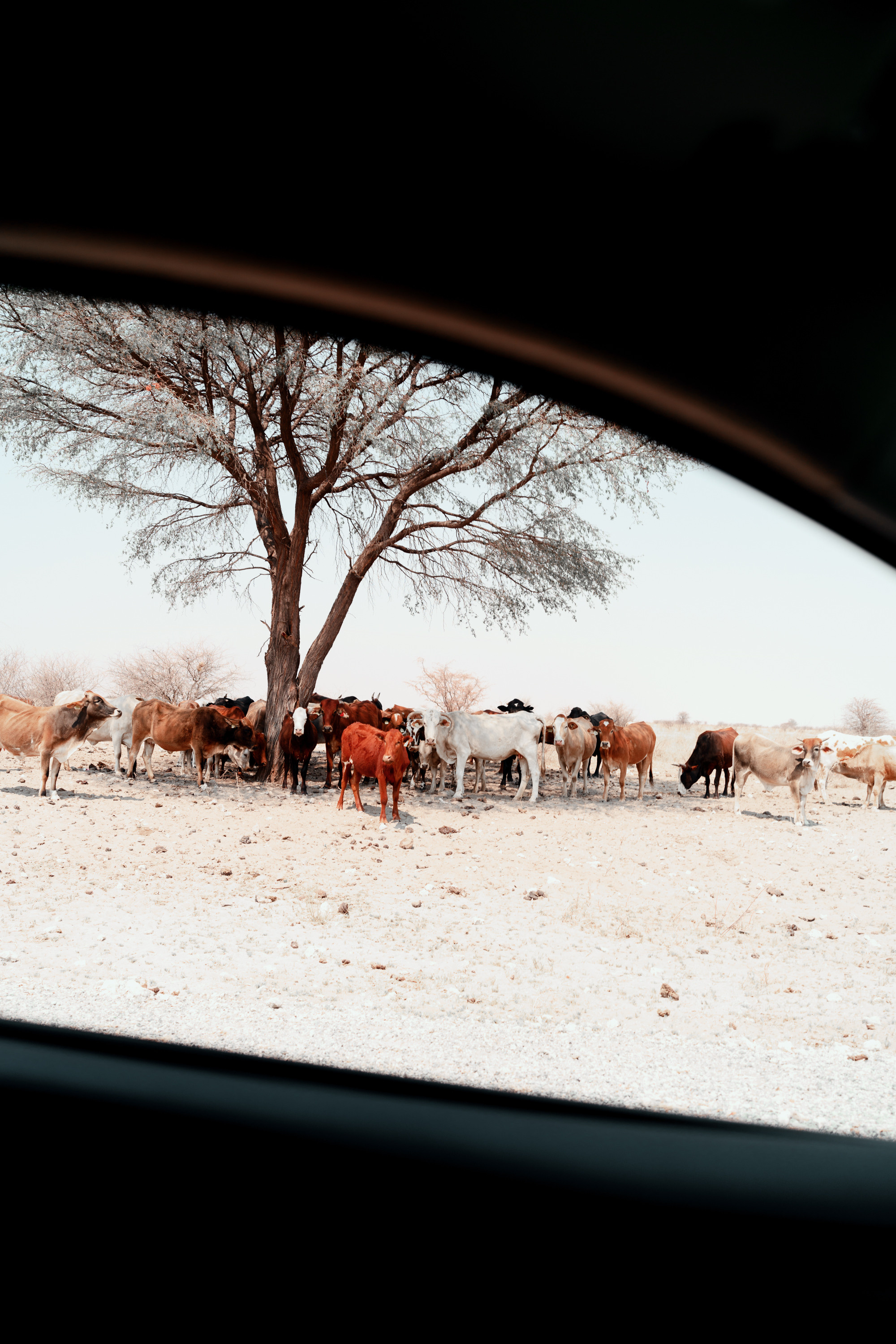 Южная Африка. Фотограф в Хабаровске. Фотография за 24 часа