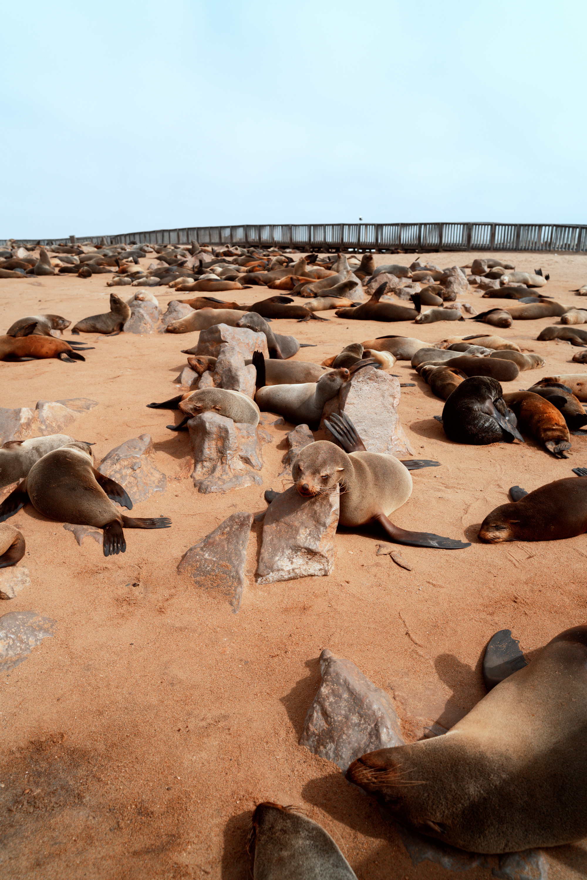 Южная Африка. Фотограф в Хабаровске. Фотография за 24 часа