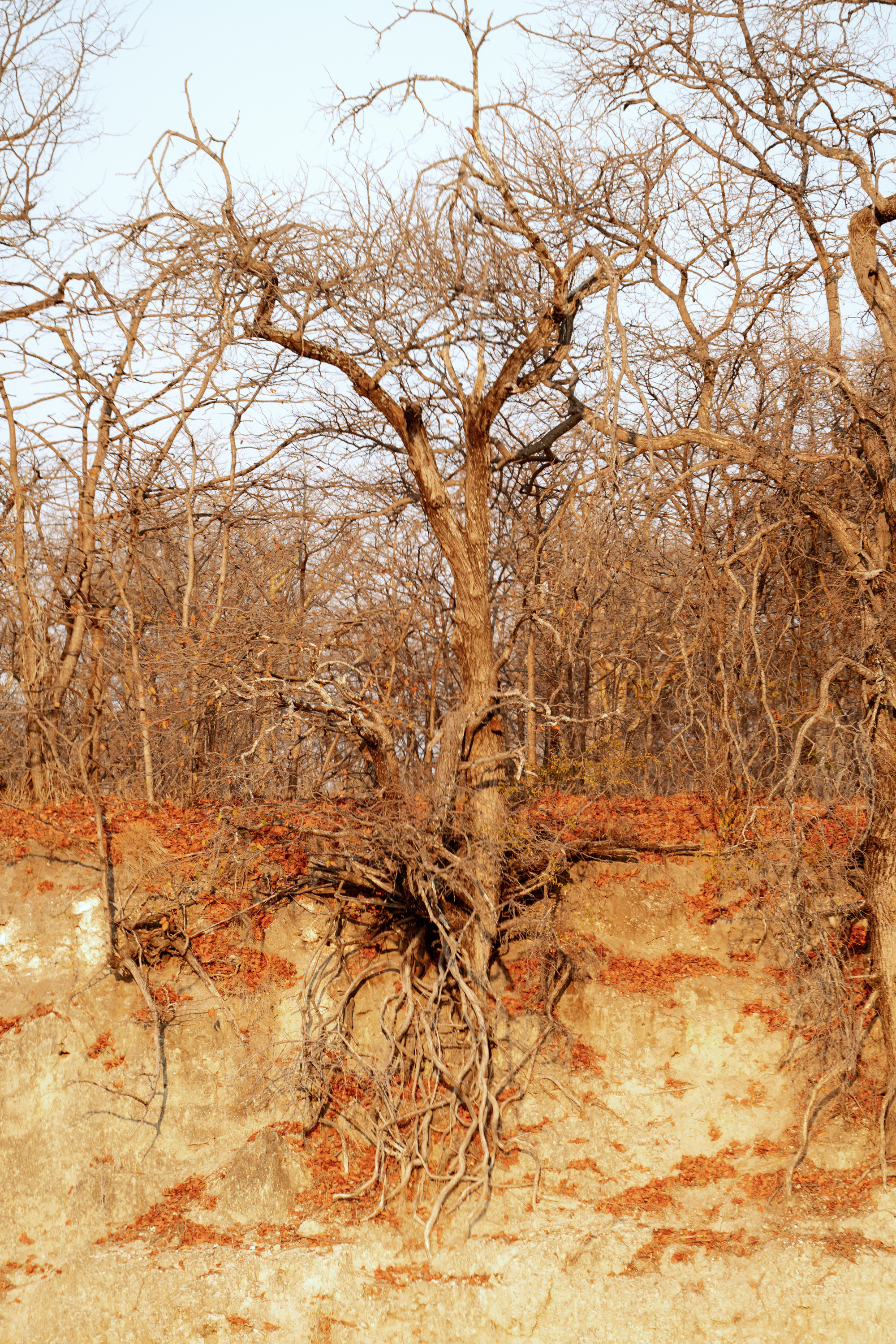 Южная Африка. Фотограф в Хабаровске. Фотография за 24 часа