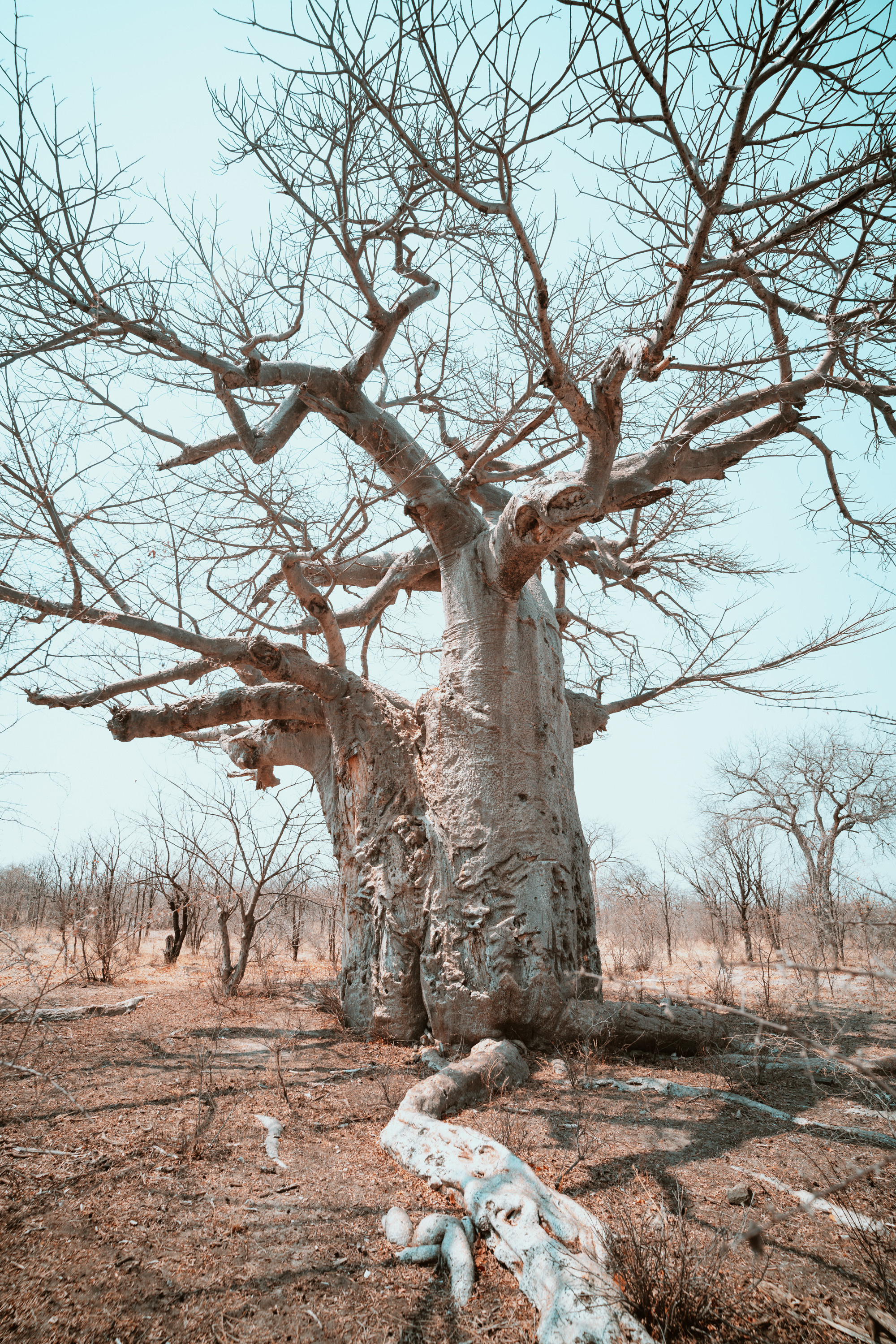 Южная Африка. Фотограф в Хабаровске. Фотография за 24 часа