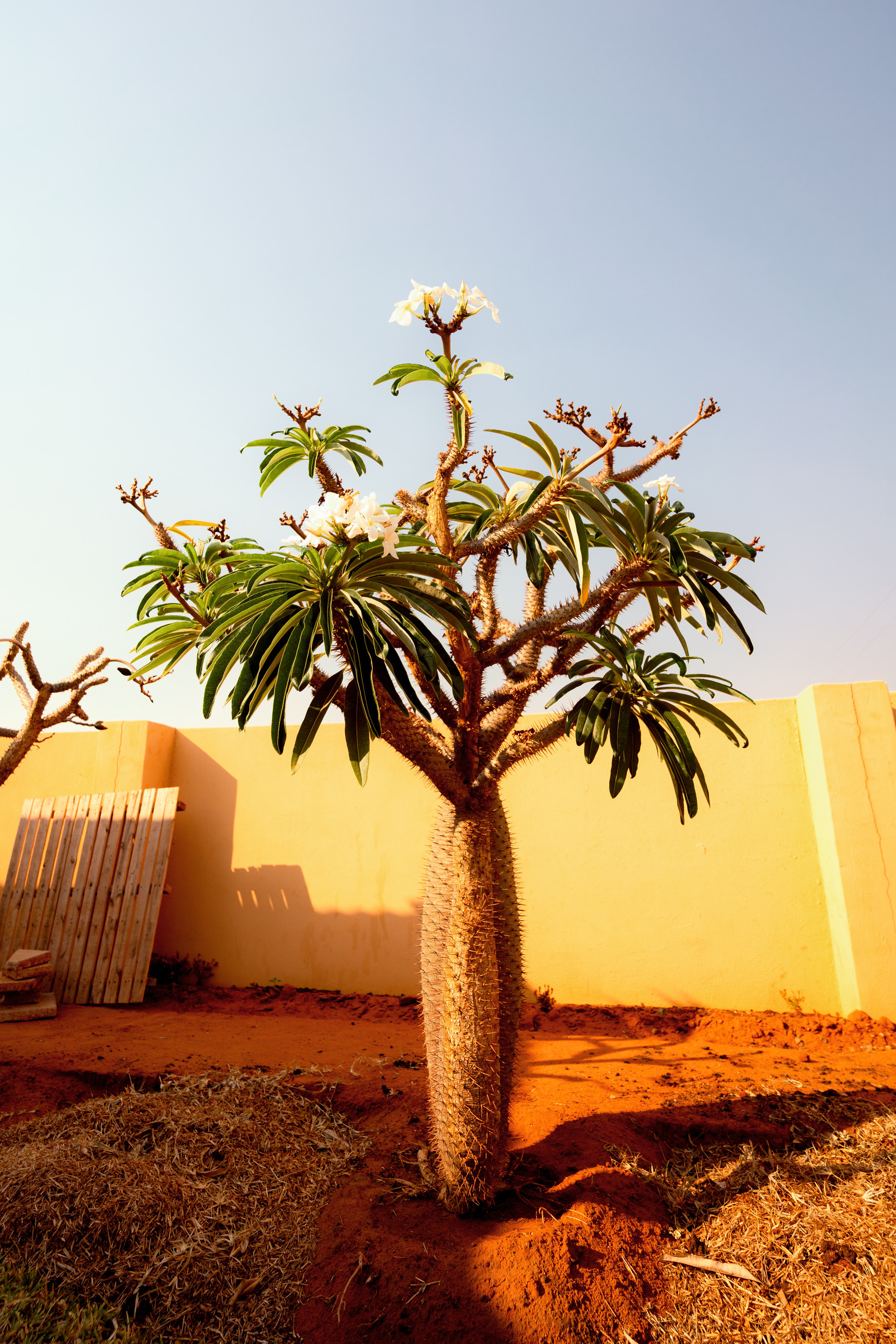 Южная Африка. Фотограф в Хабаровске. Фотография за 24 часа