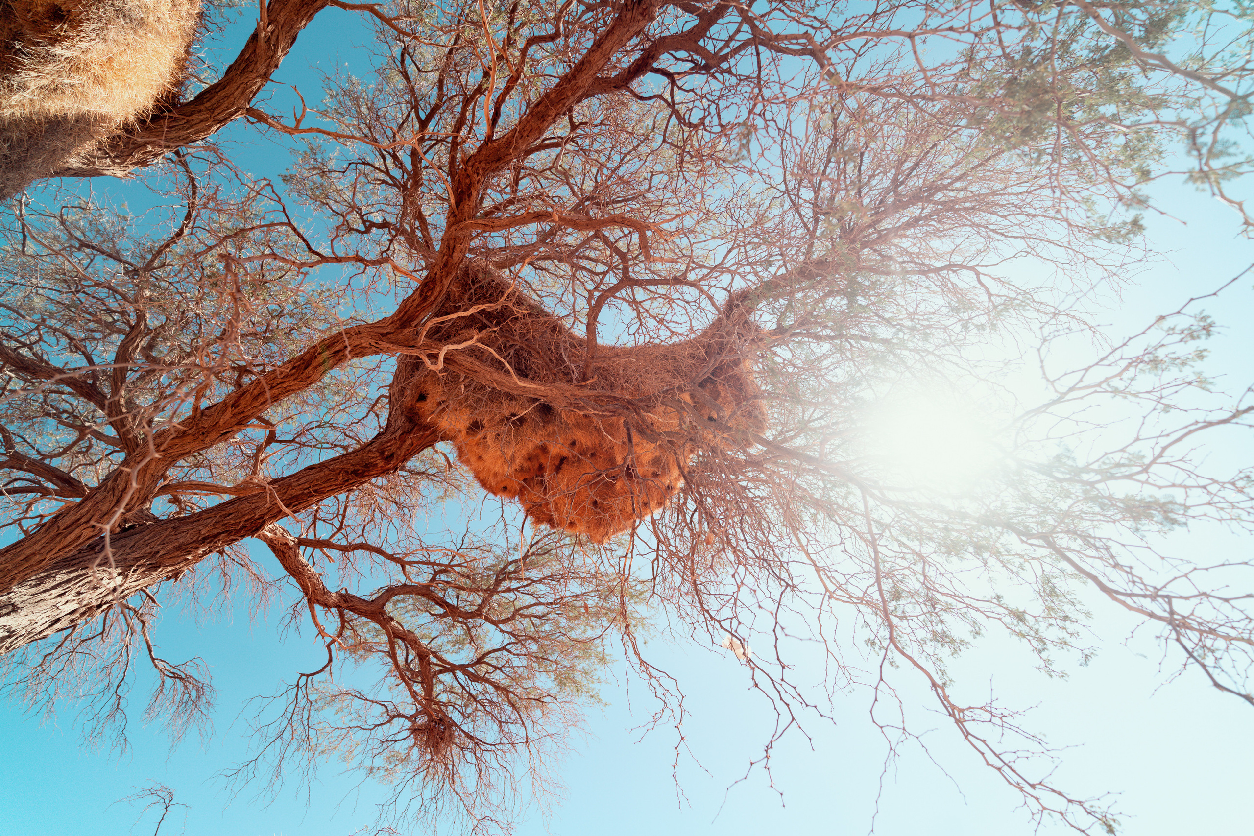 Южная Африка. Фотограф в Хабаровске. Фотография за 24 часа