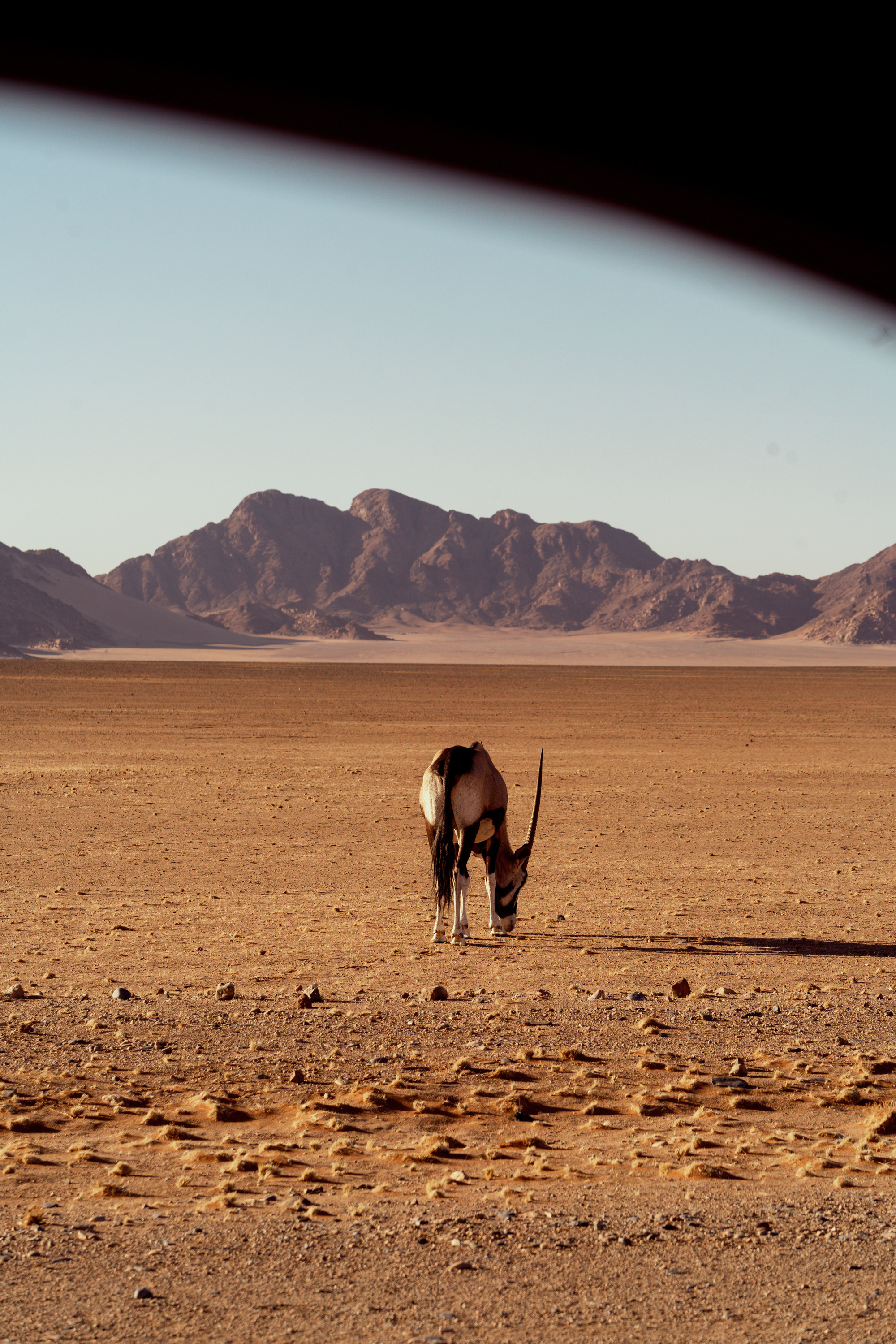 Южная Африка. Фотограф в Хабаровске. Фотография за 24 часа