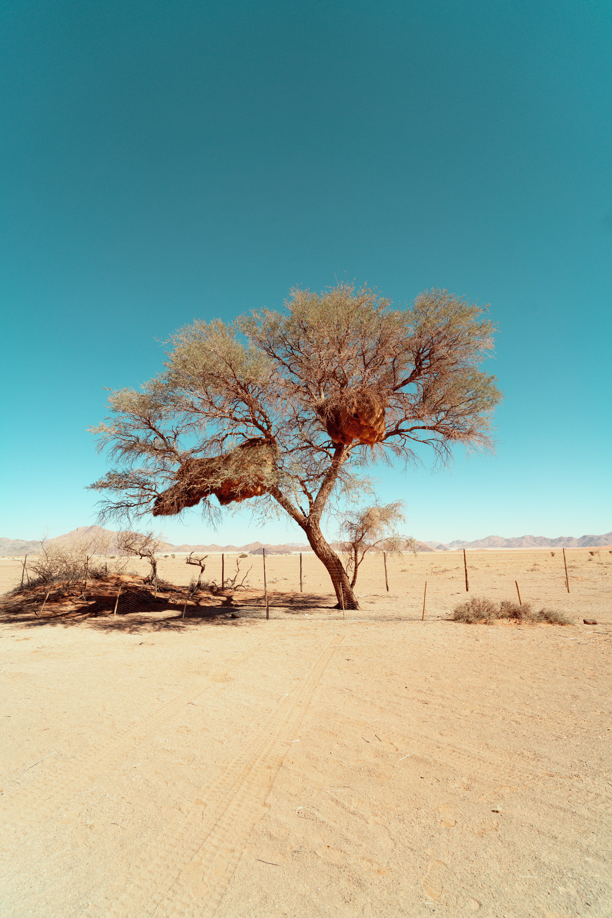 Южная Африка. Фотограф в Хабаровске. Фотография за 24 часа