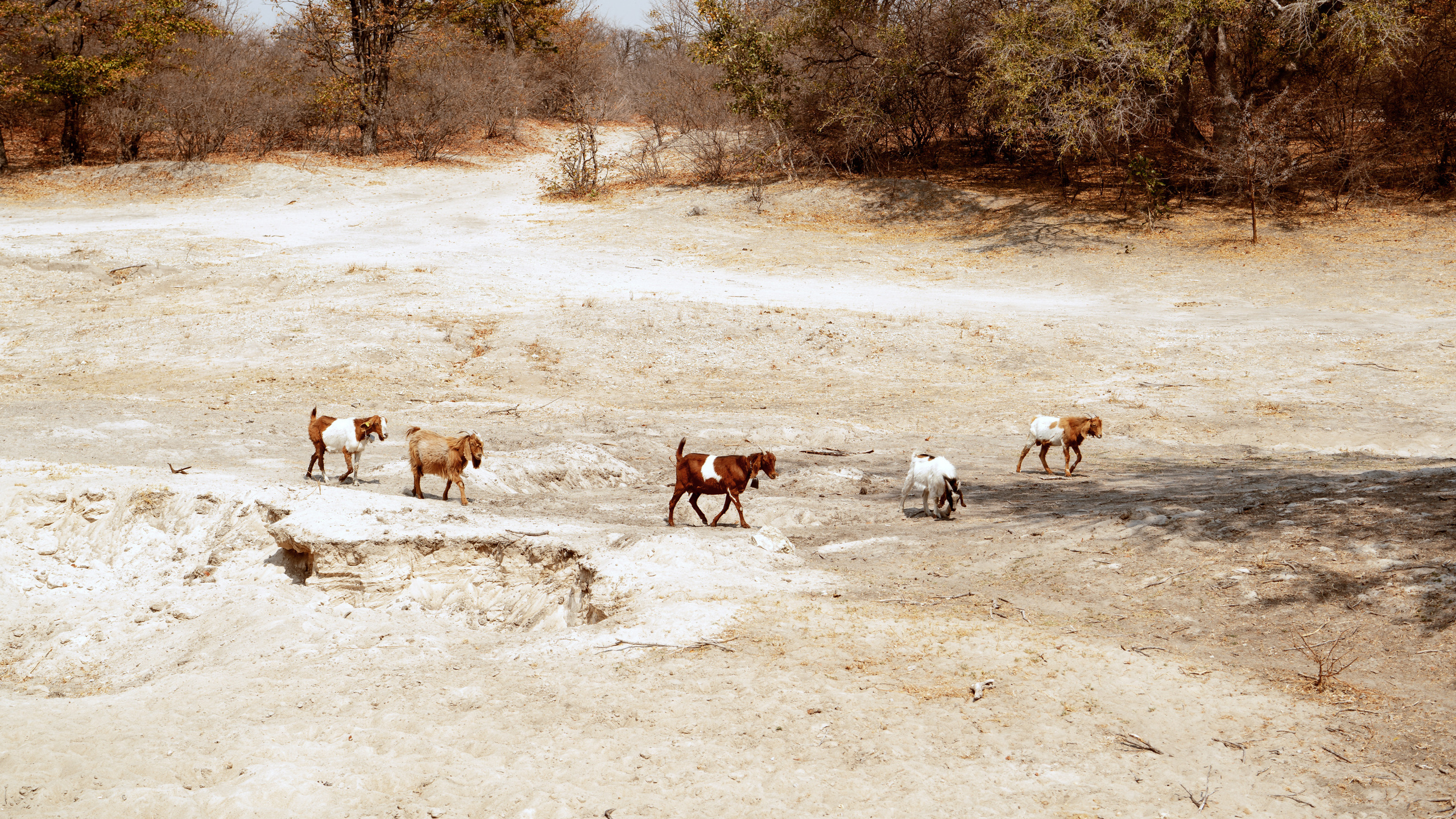 Южная Африка. Фотограф в Хабаровске. Фотография за 24 часа