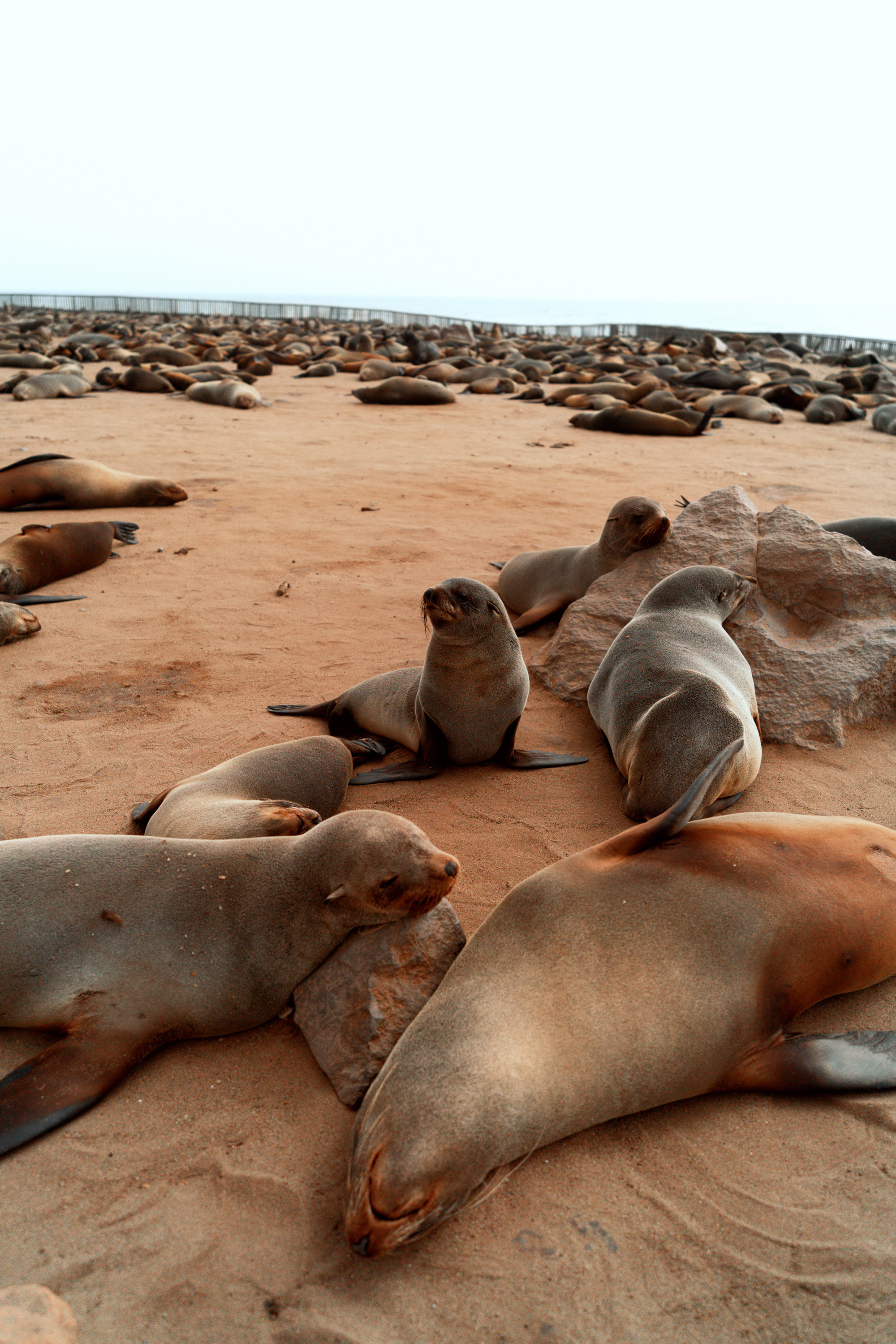Южная Африка. Фотограф в Хабаровске. Фотография за 24 часа