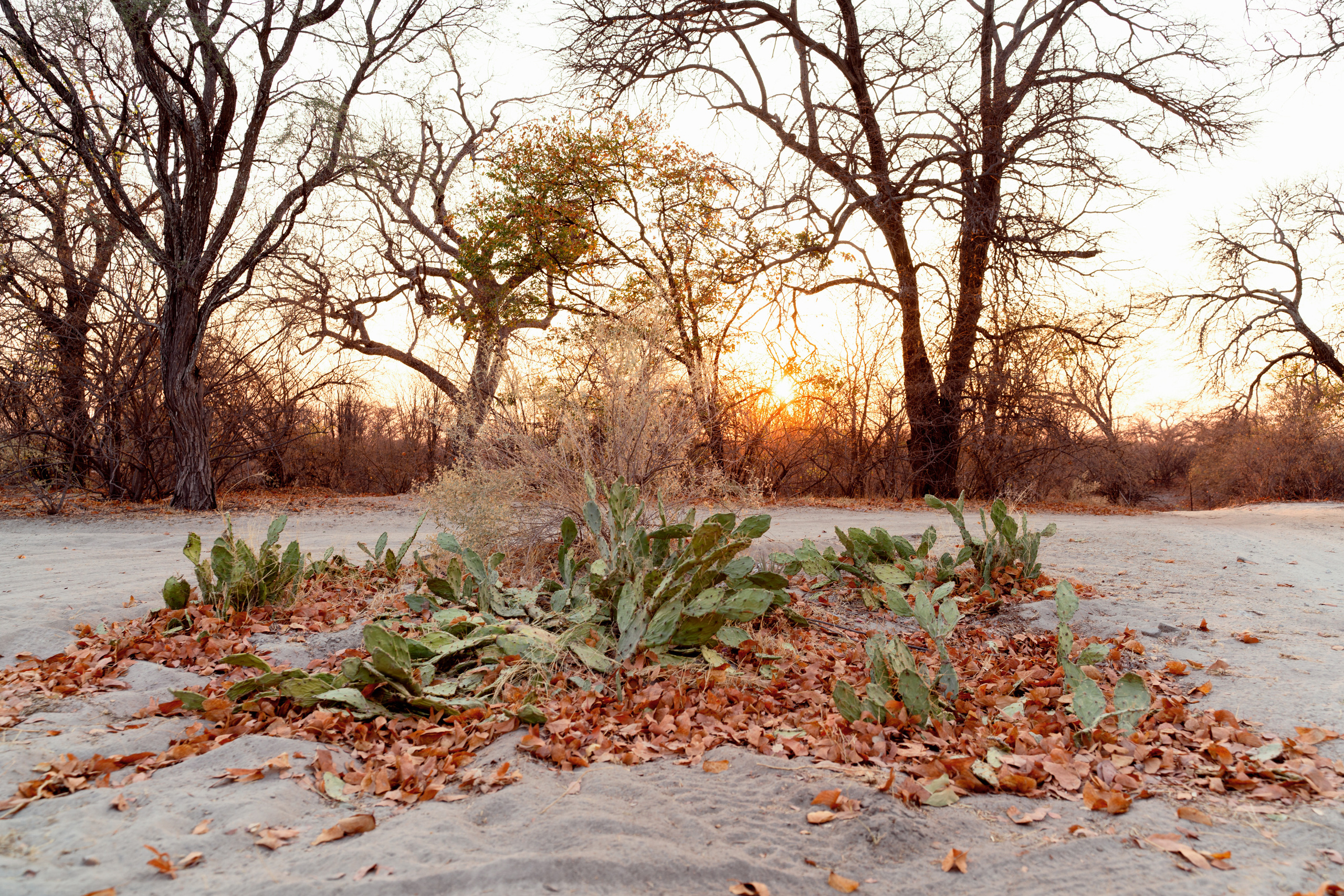 Южная Африка. Фотограф в Хабаровске. Фотография за 24 часа