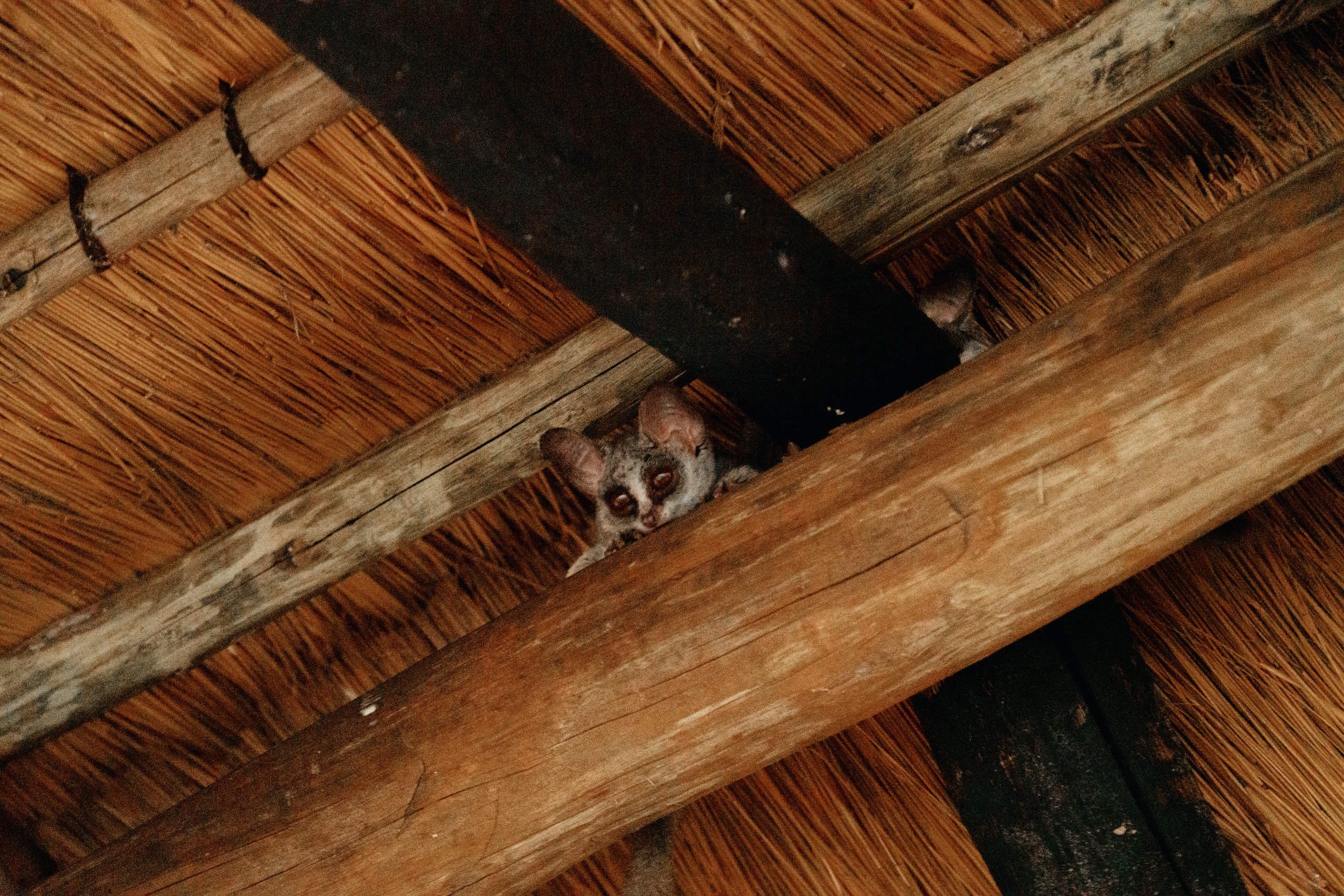 Южная Африка. Фотограф в Хабаровске. Фотография за 24 часа