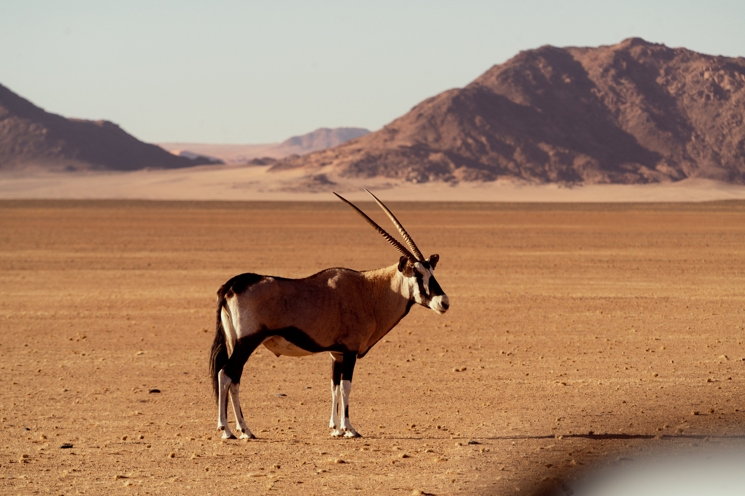 Южная Африка. Фотограф в Хабаровске. Фотография за 24 часа