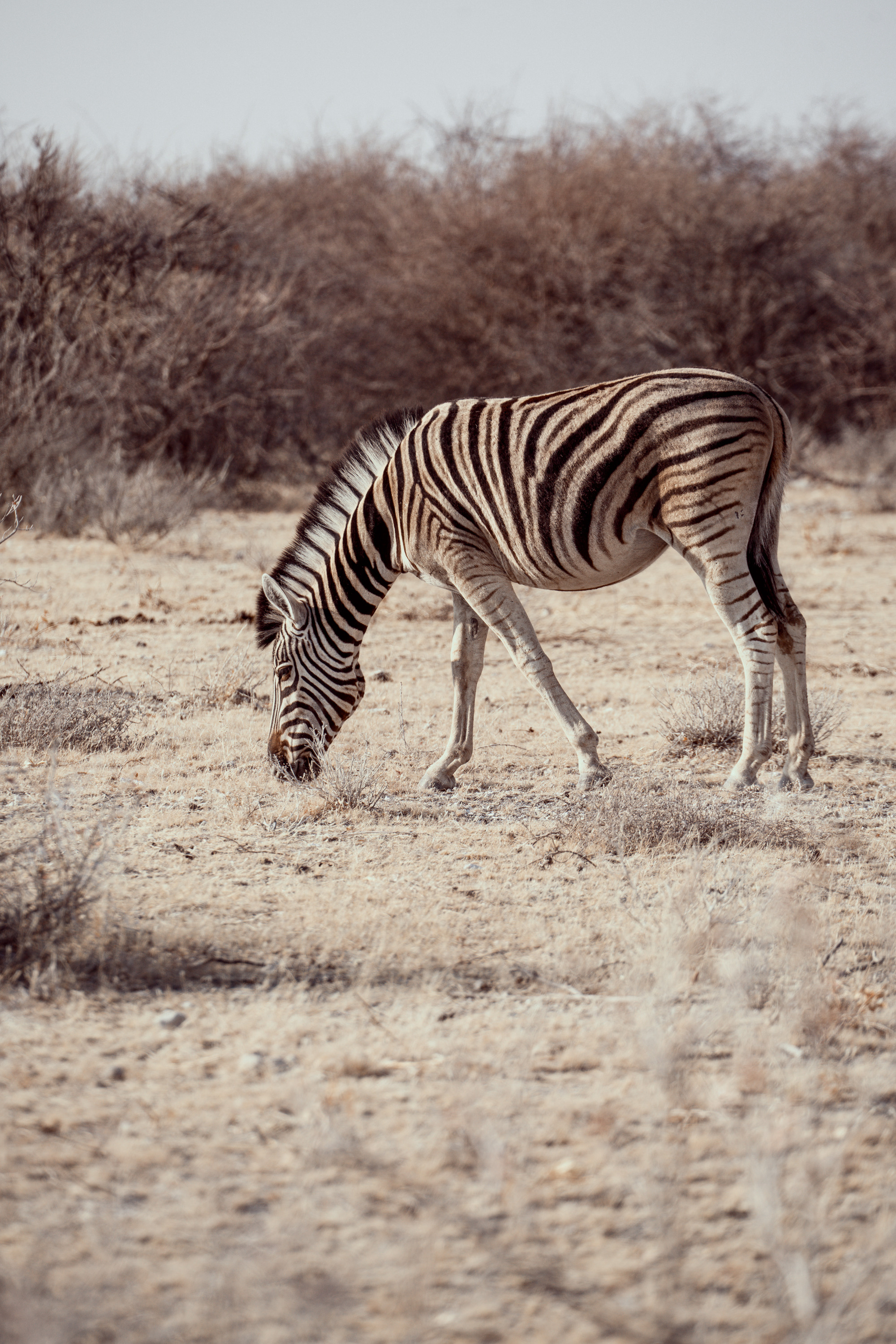 Южная Африка. Фотограф в Хабаровске. Фотография за 24 часа