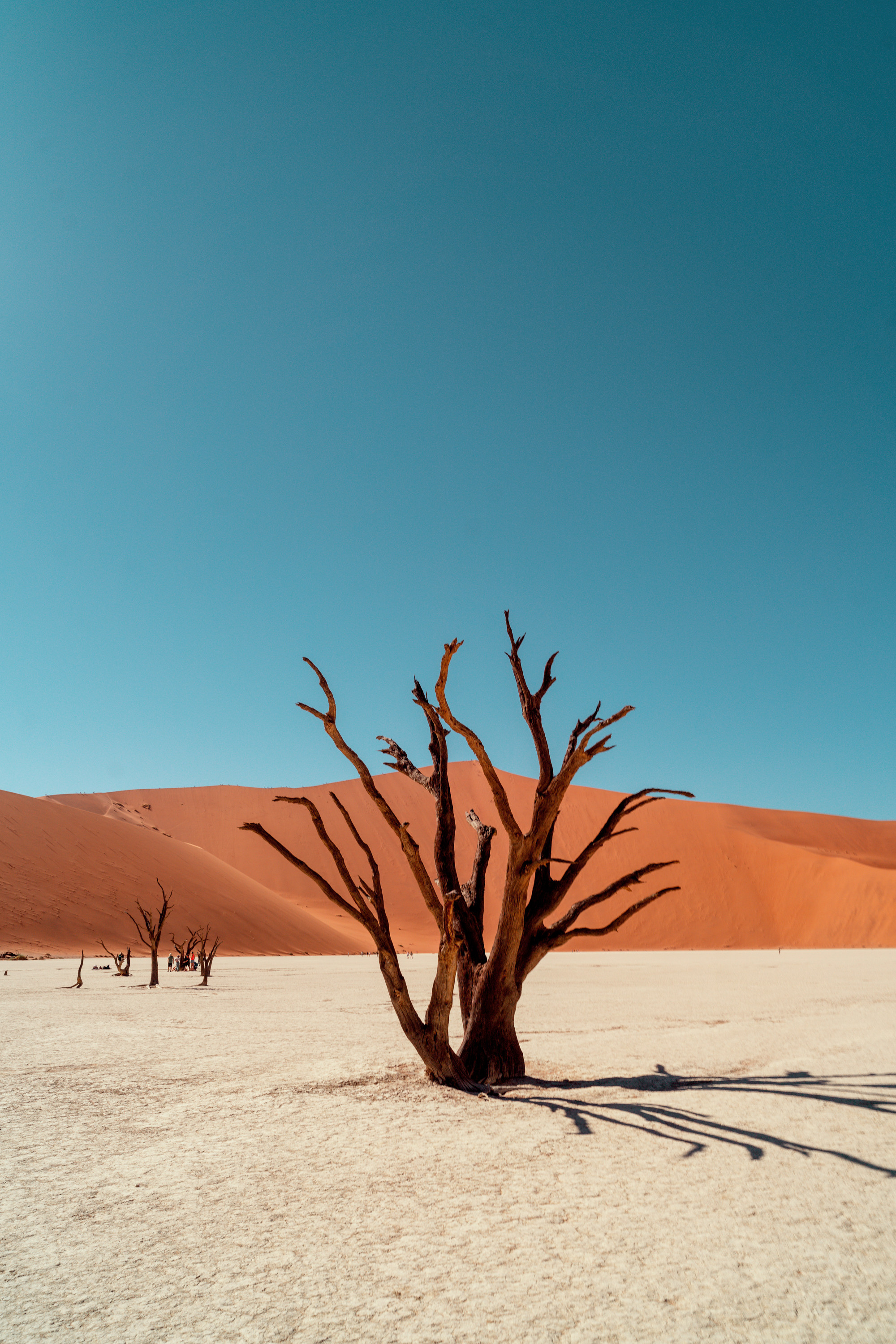 Южная Африка. Фотограф в Хабаровске. Фотография за 24 часа