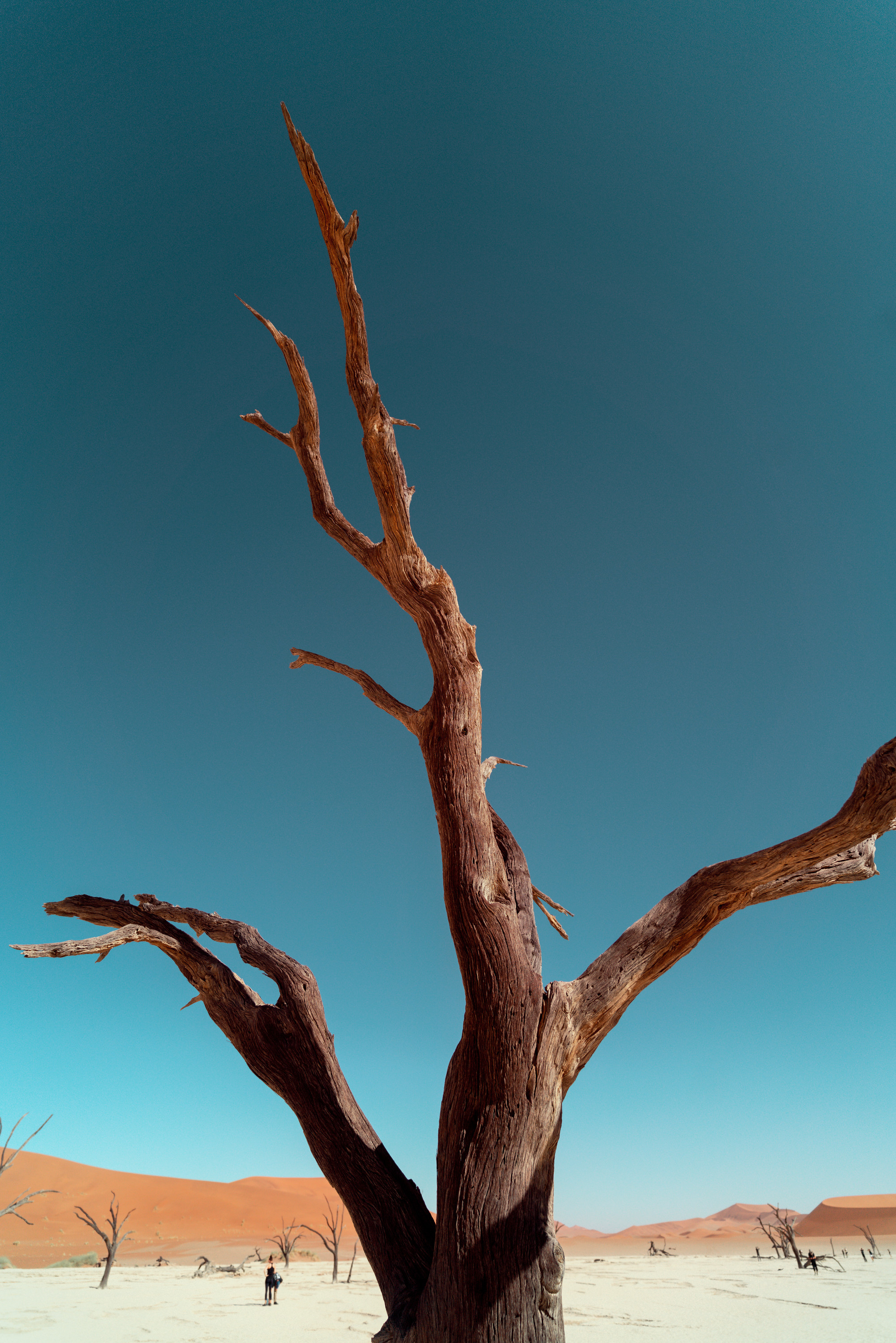 Южная Африка. Фотограф в Хабаровске. Фотография за 24 часа