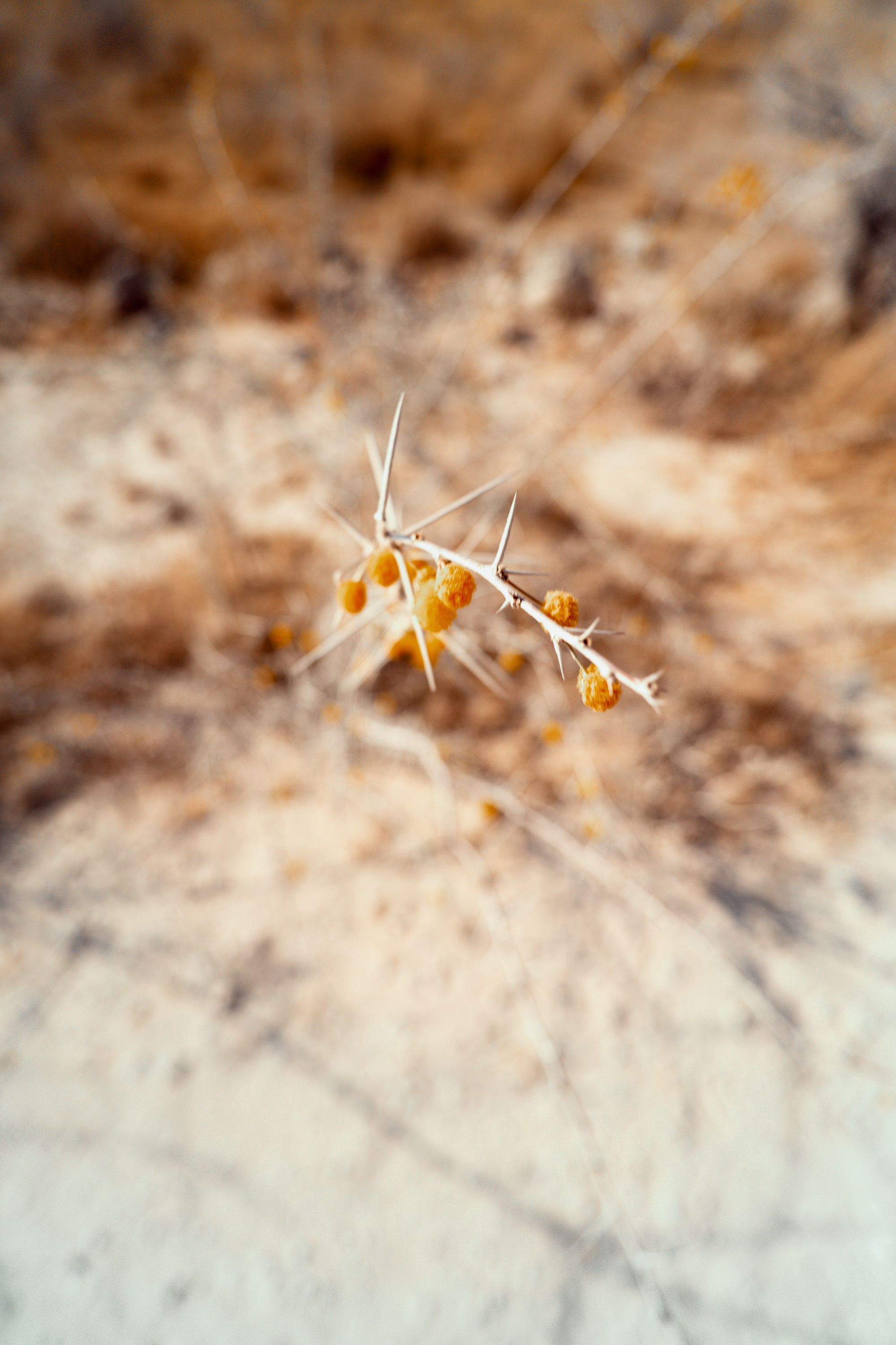 Южная Африка. Фотограф в Хабаровске. Фотография за 24 часа