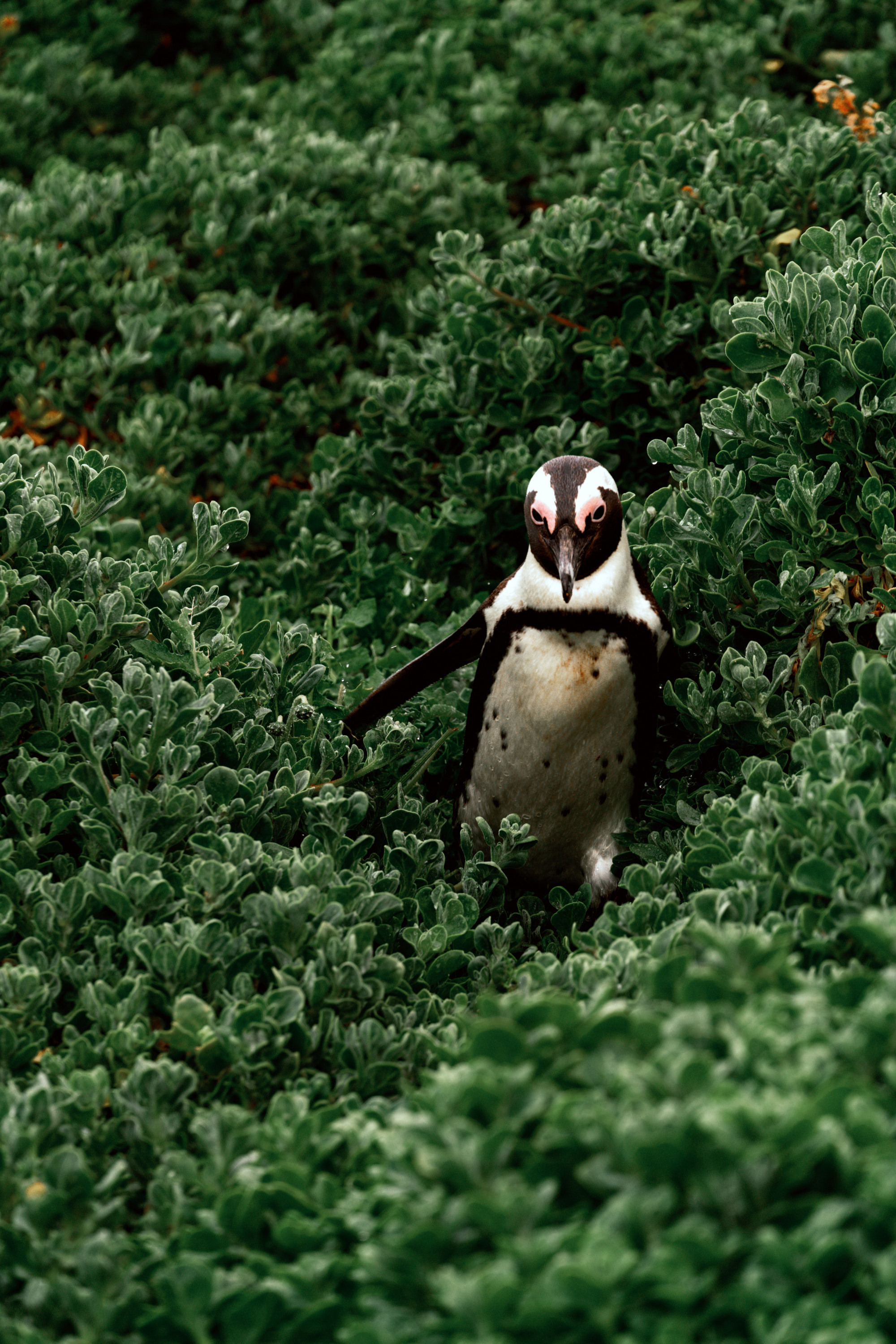 Южная Африка. Фотограф в Хабаровске. Фотография за 24 часа