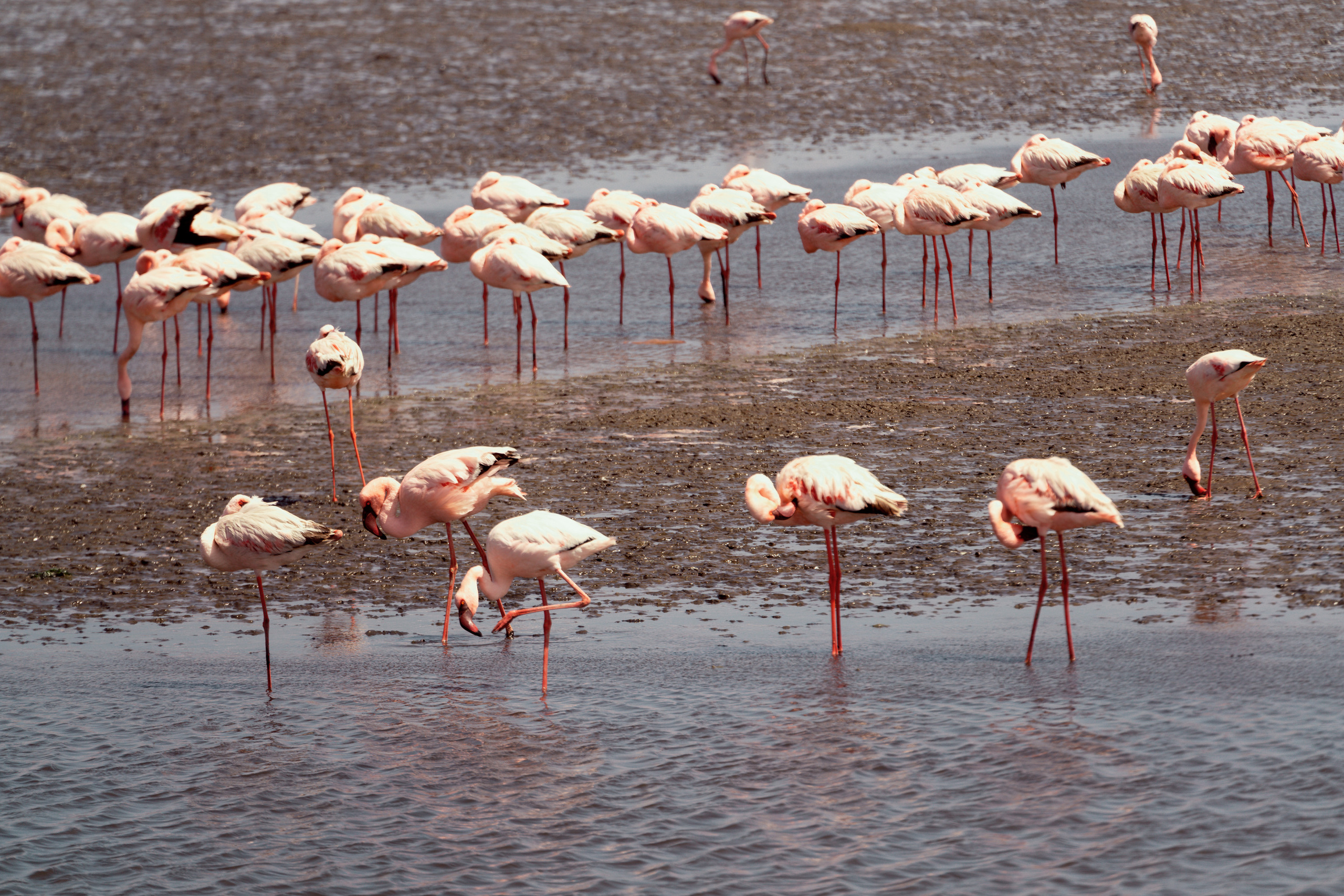 Южная Африка. Фотограф в Хабаровске. Фотография за 24 часа