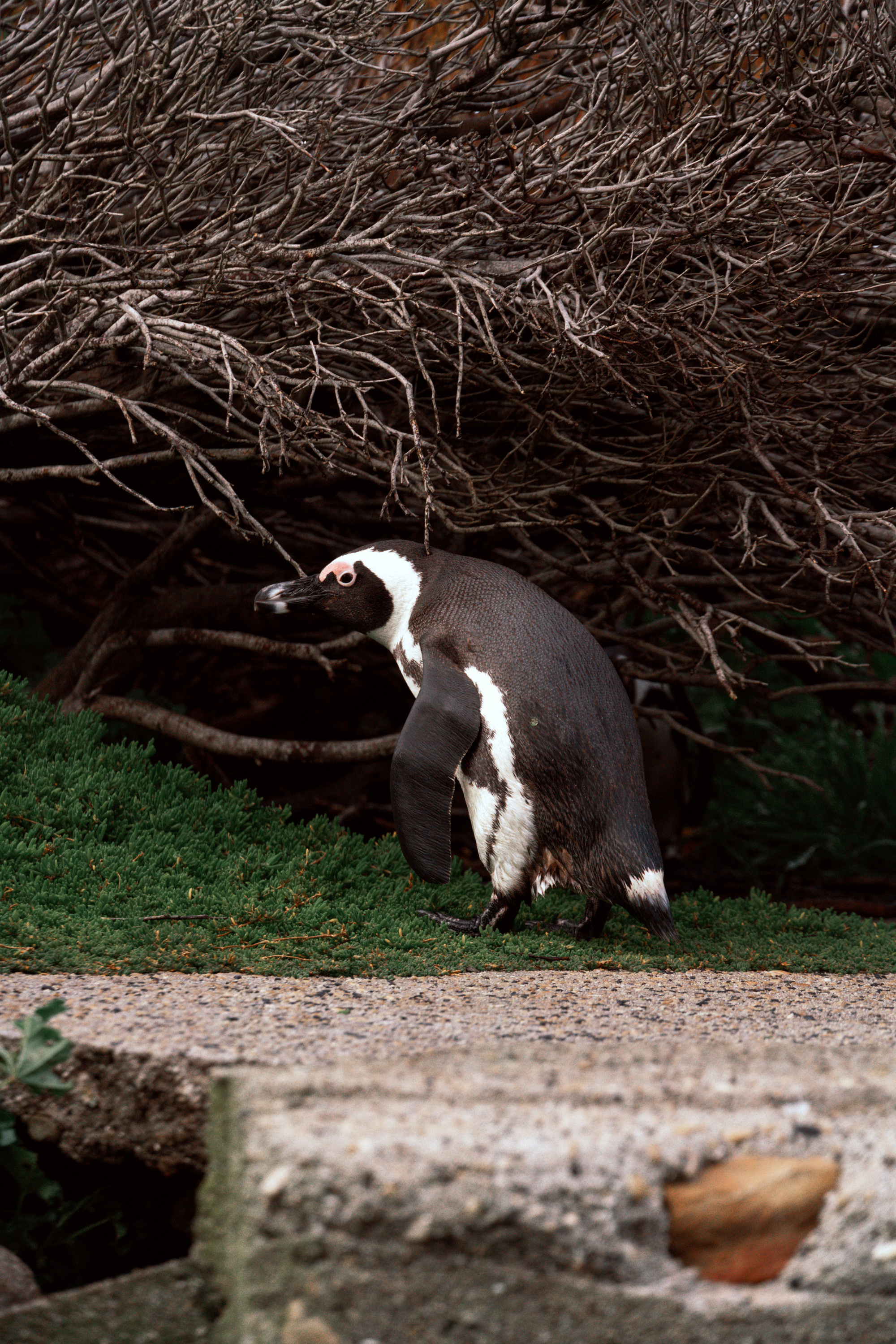 Южная Африка. Фотограф в Хабаровске. Фотография за 24 часа