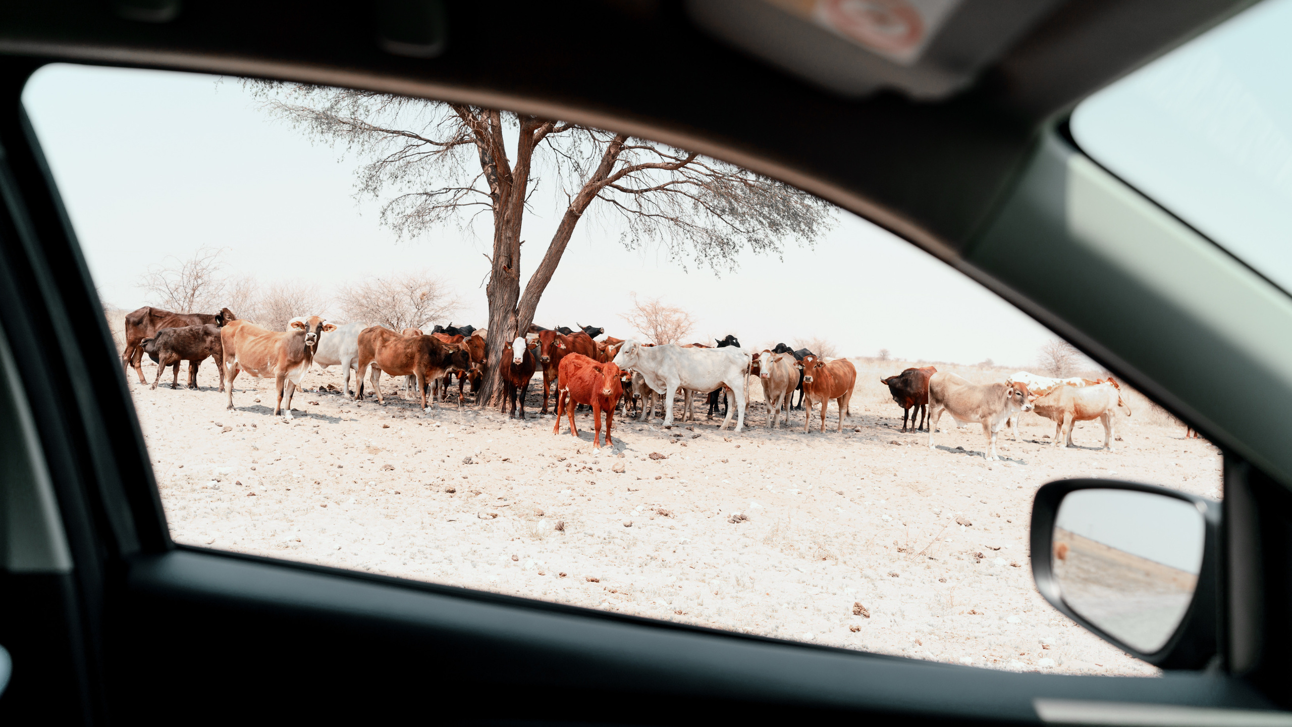 Южная Африка. Фотограф в Хабаровске. Фотография за 24 часа