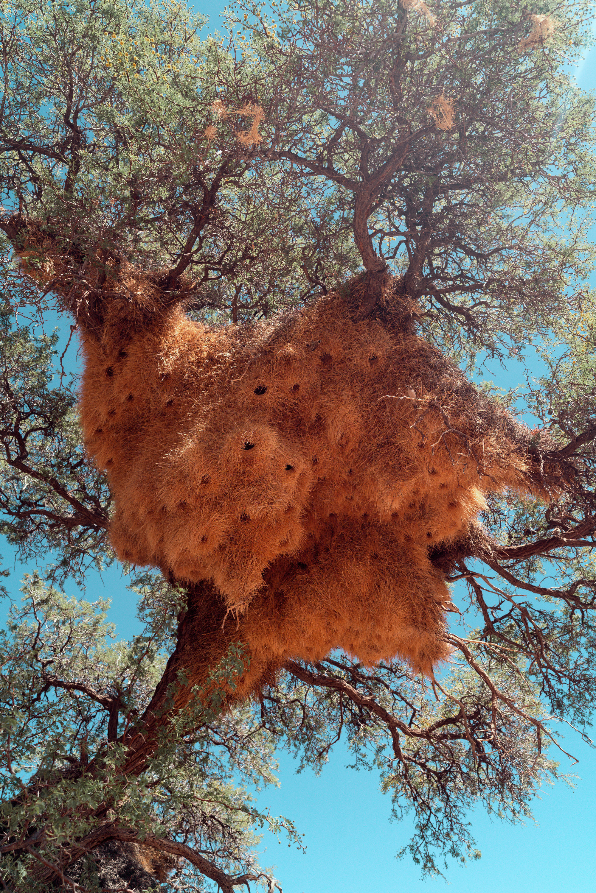 Южная Африка. Фотограф в Хабаровске. Фотография за 24 часа