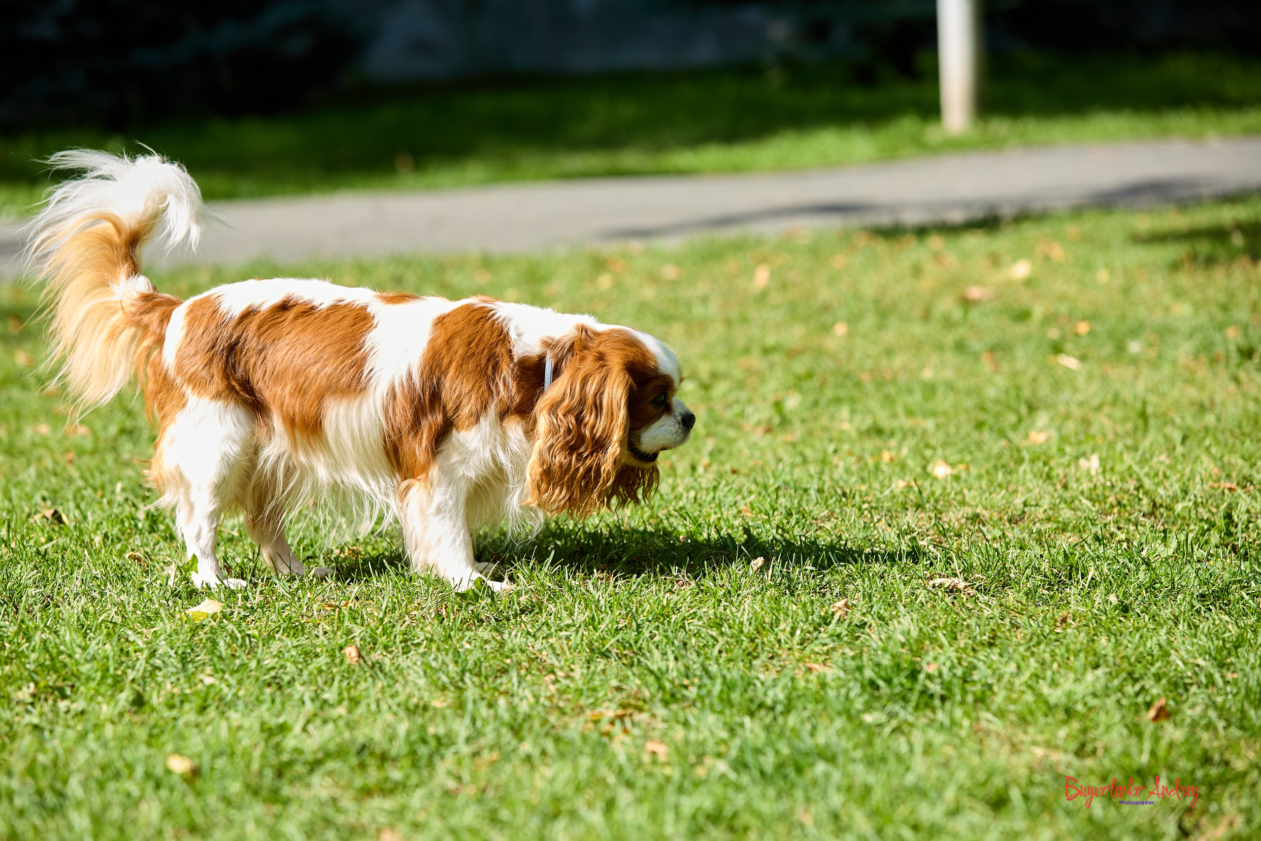 Фотопрогулка с кавалерами. Buyvolenko Andrey