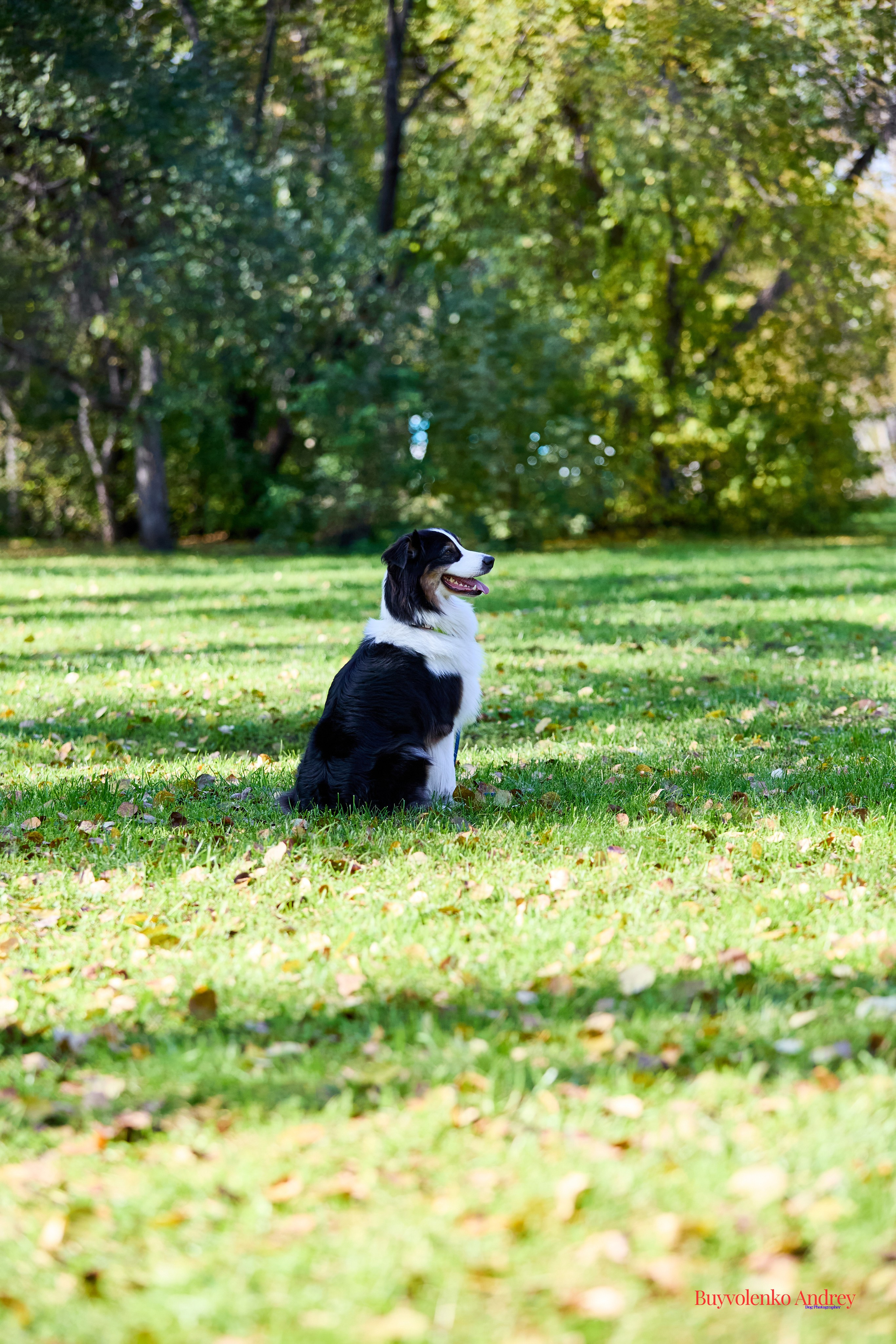 Басенджи и Аусси 21.09.2025. Buyvolenko Andrey