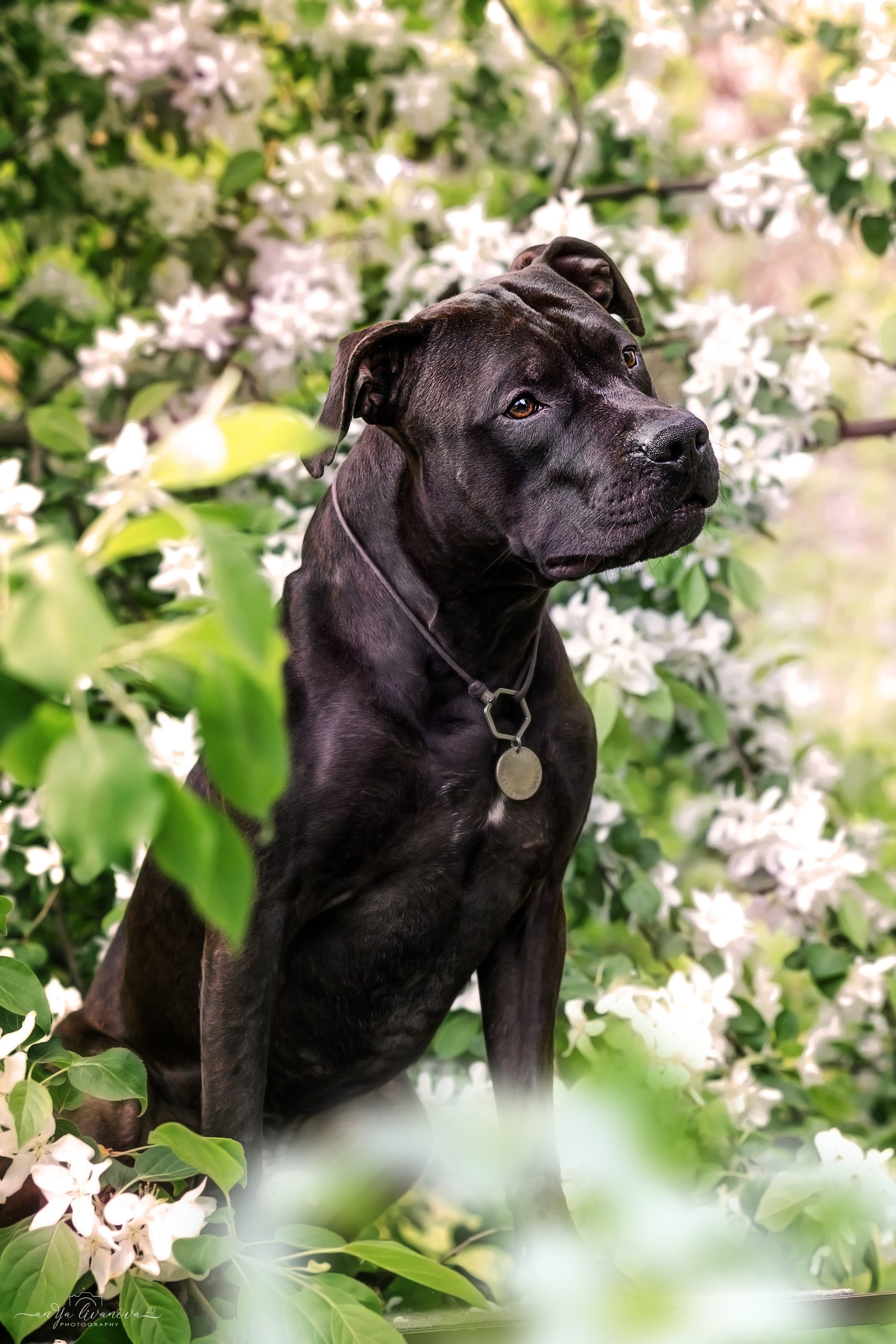Яблони. Фотограф анималист Аня Ливанова | Рыбинск