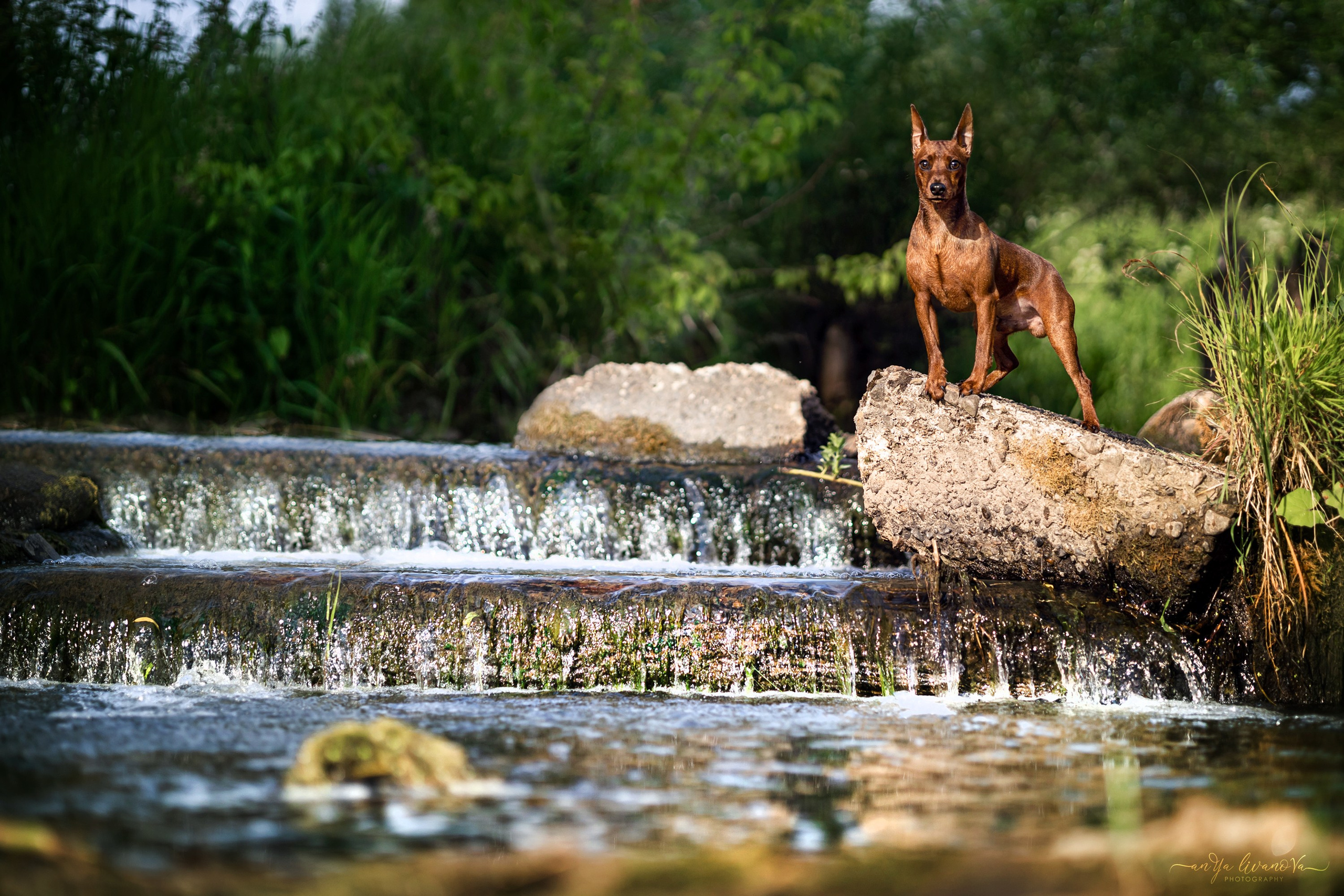 Водопады. Фотограф анималист Аня Ливанова | Рыбинск