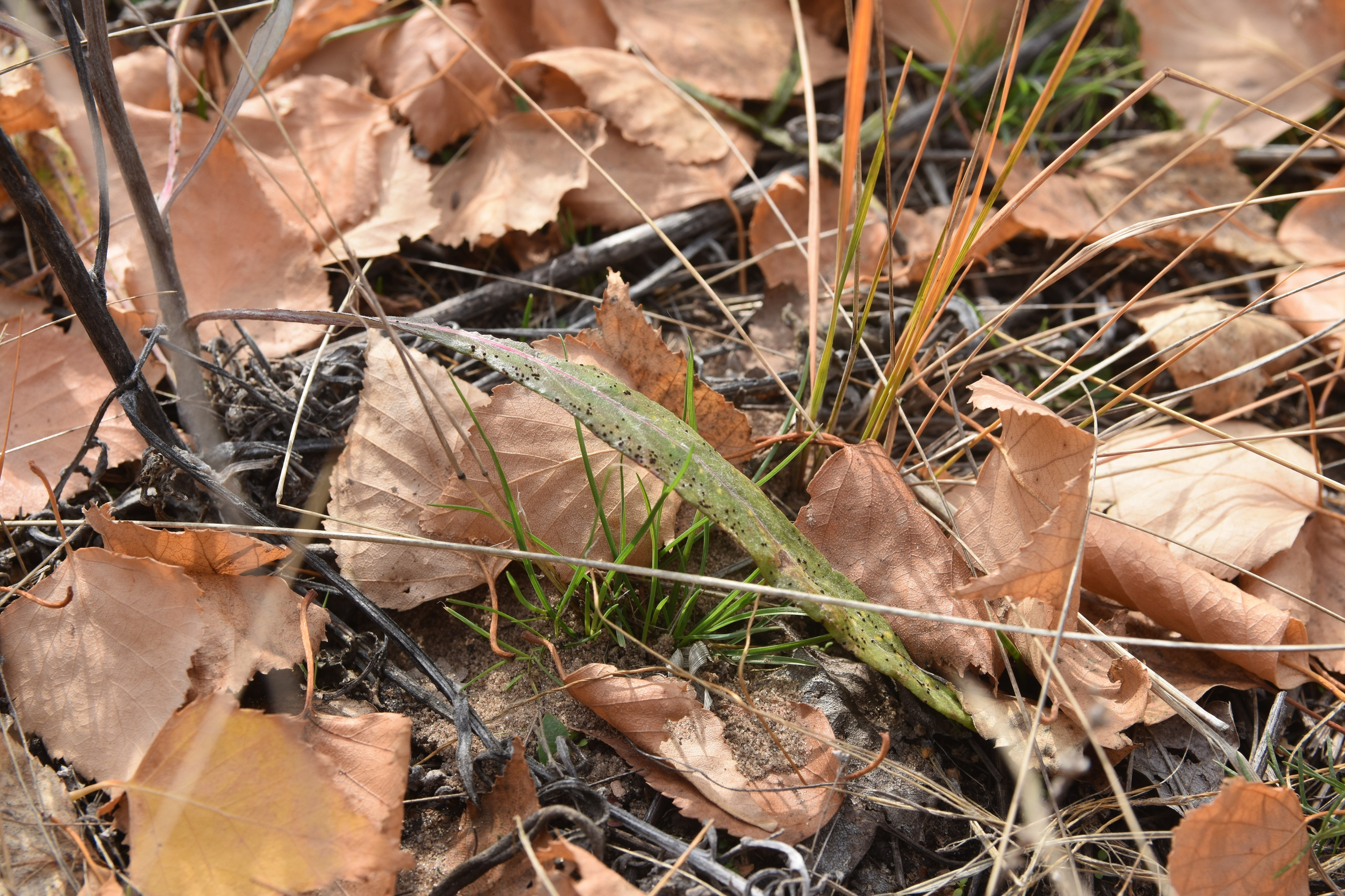 Все что тронуло, миниатюры. Созерцатель. фотографирую что тронуло и впечатлило. самарская область
